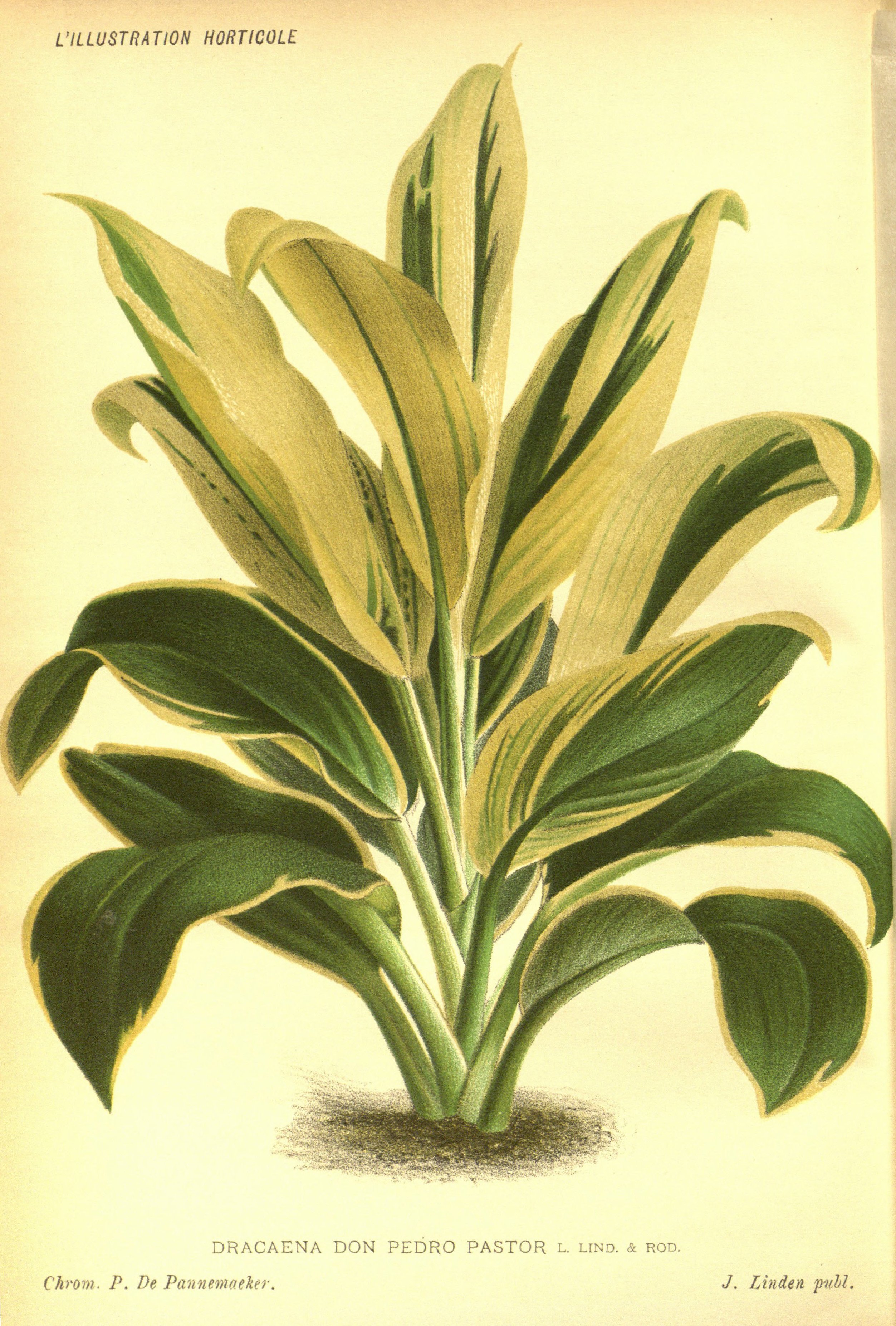 no full size  illustration available (3a)