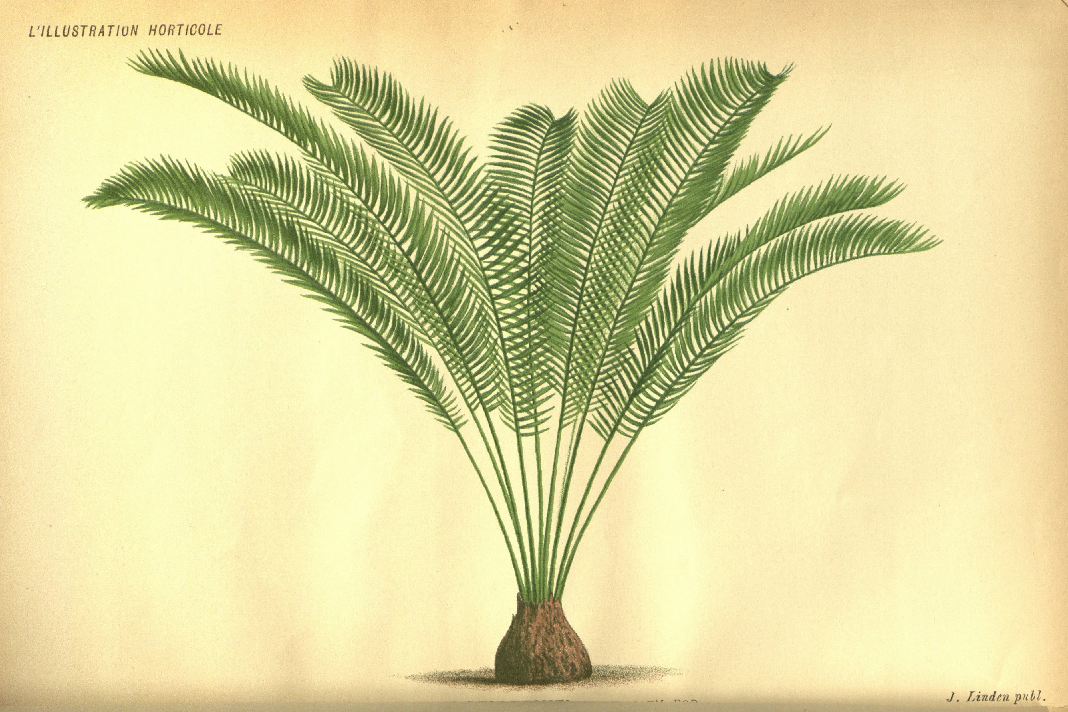 no full size  illustration available (3a)