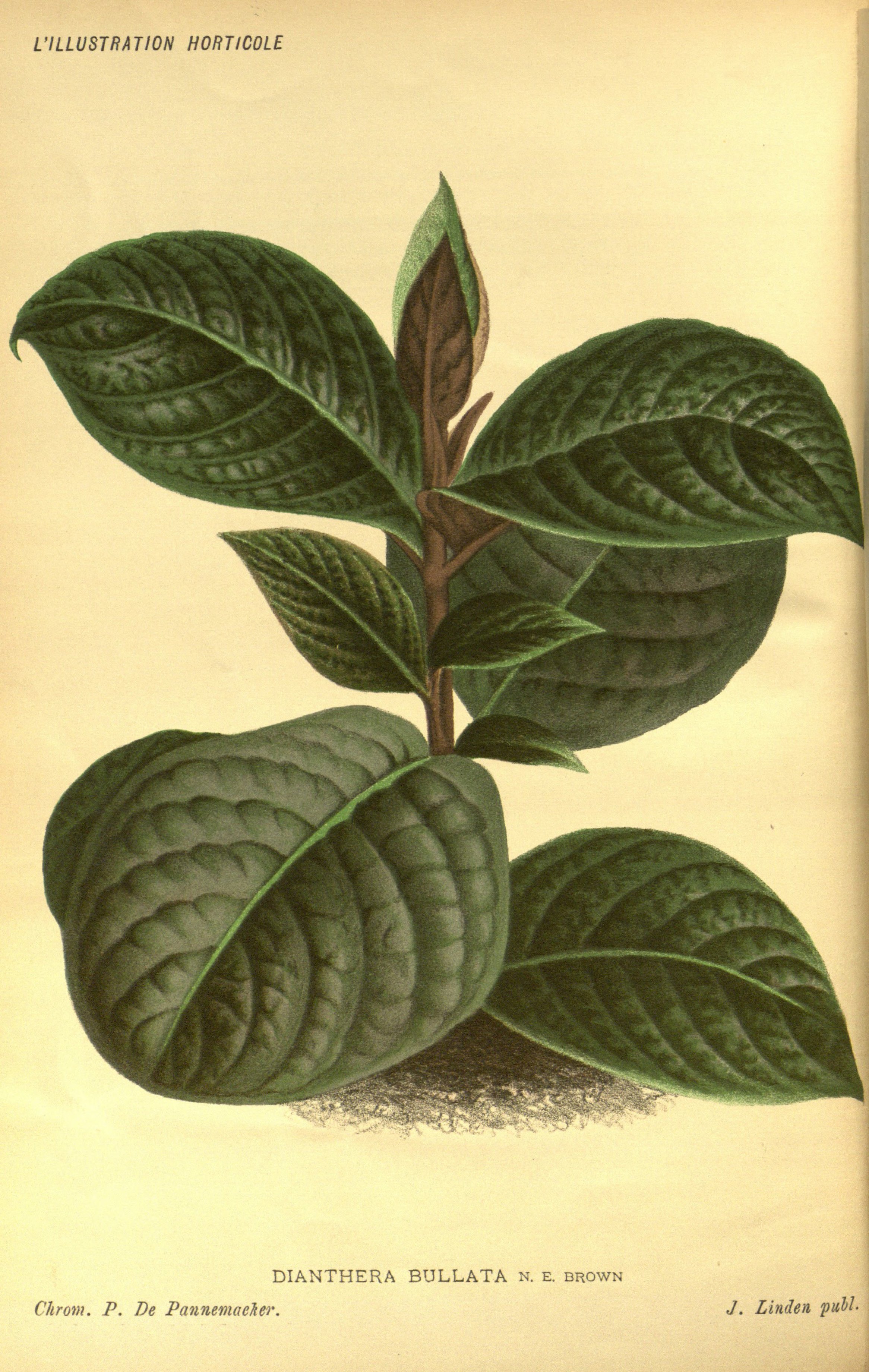 no full size  illustration available (3a)