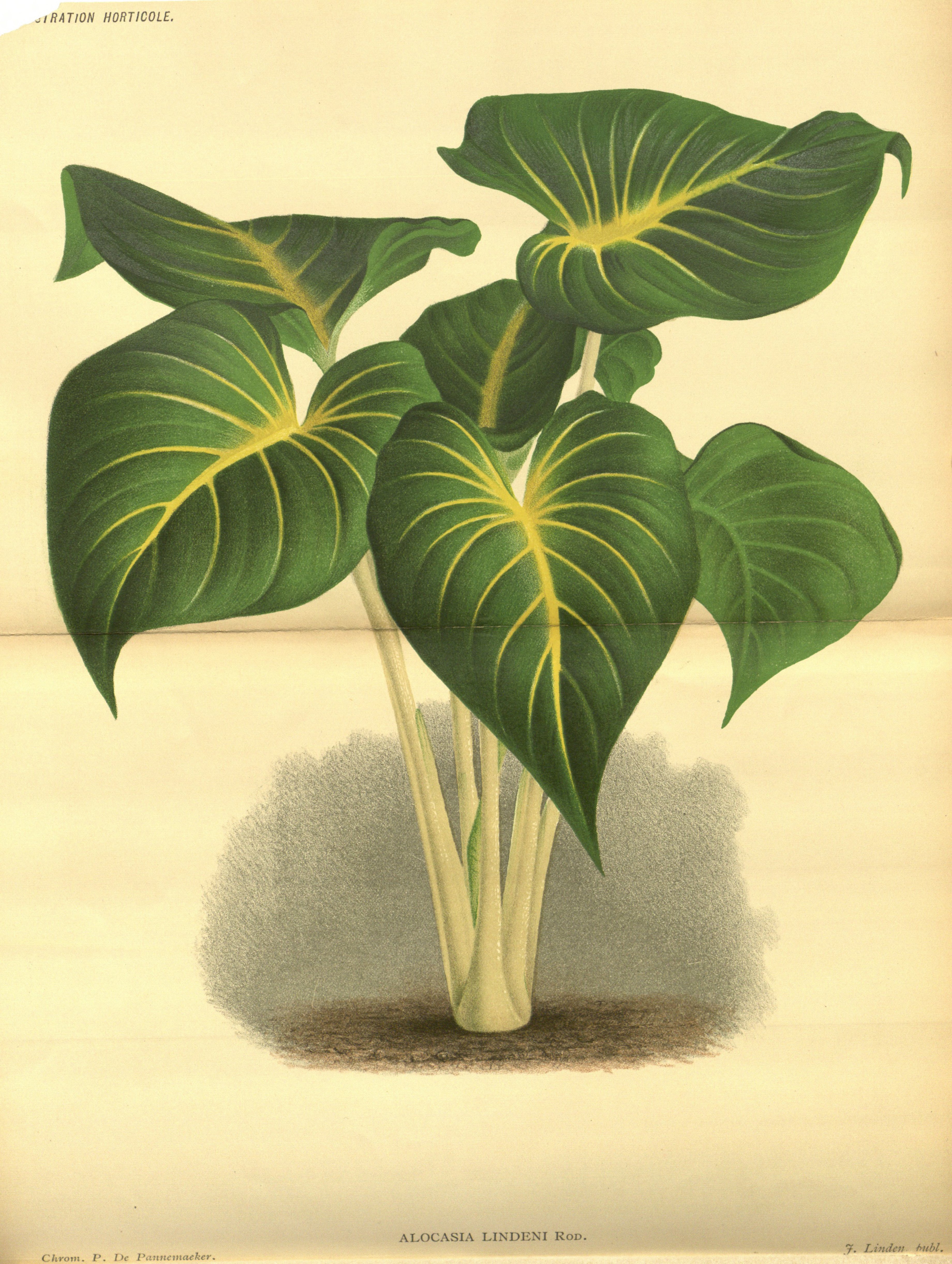 no full size  illustration available (3a)