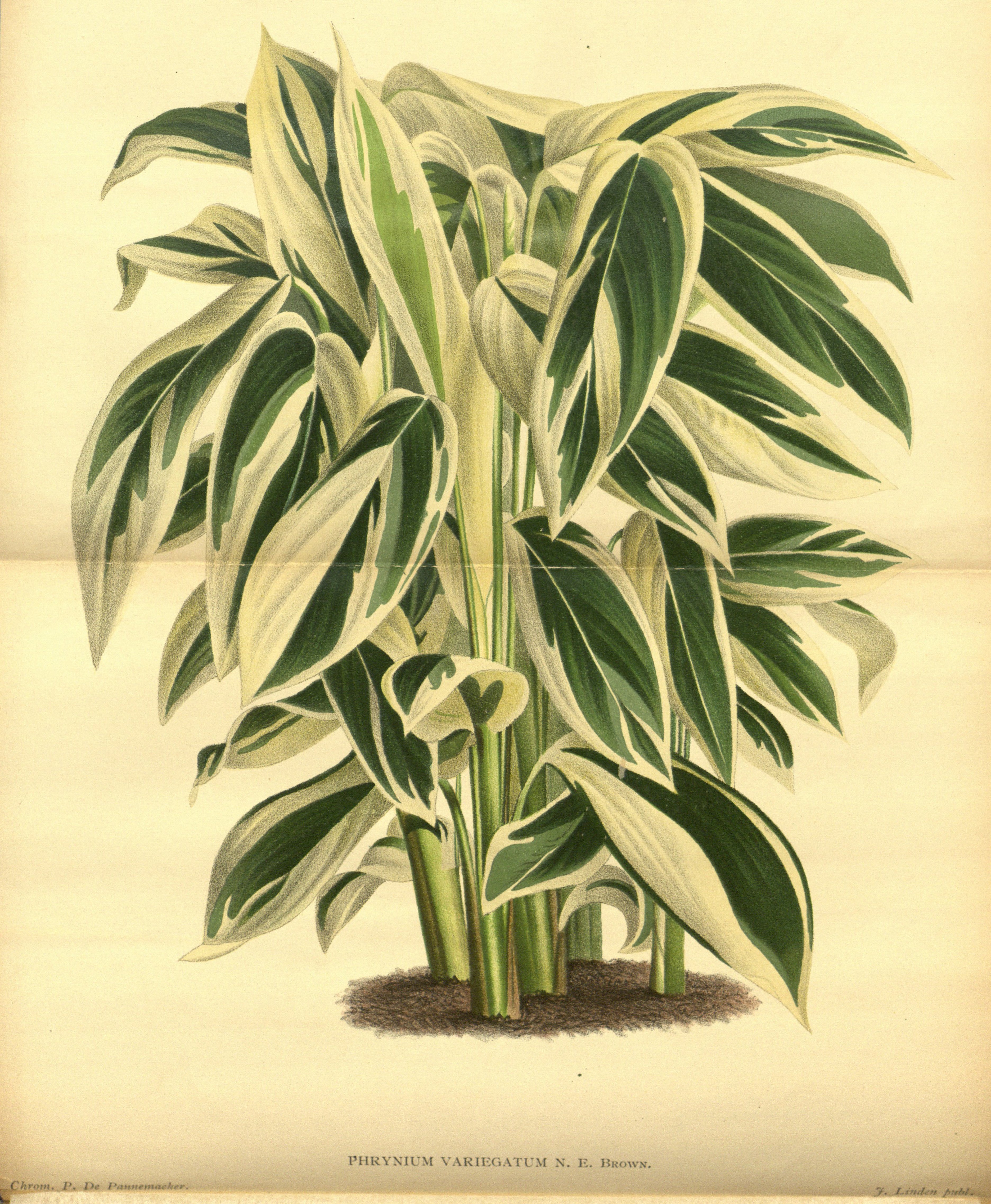 no full size  illustration available (3a)