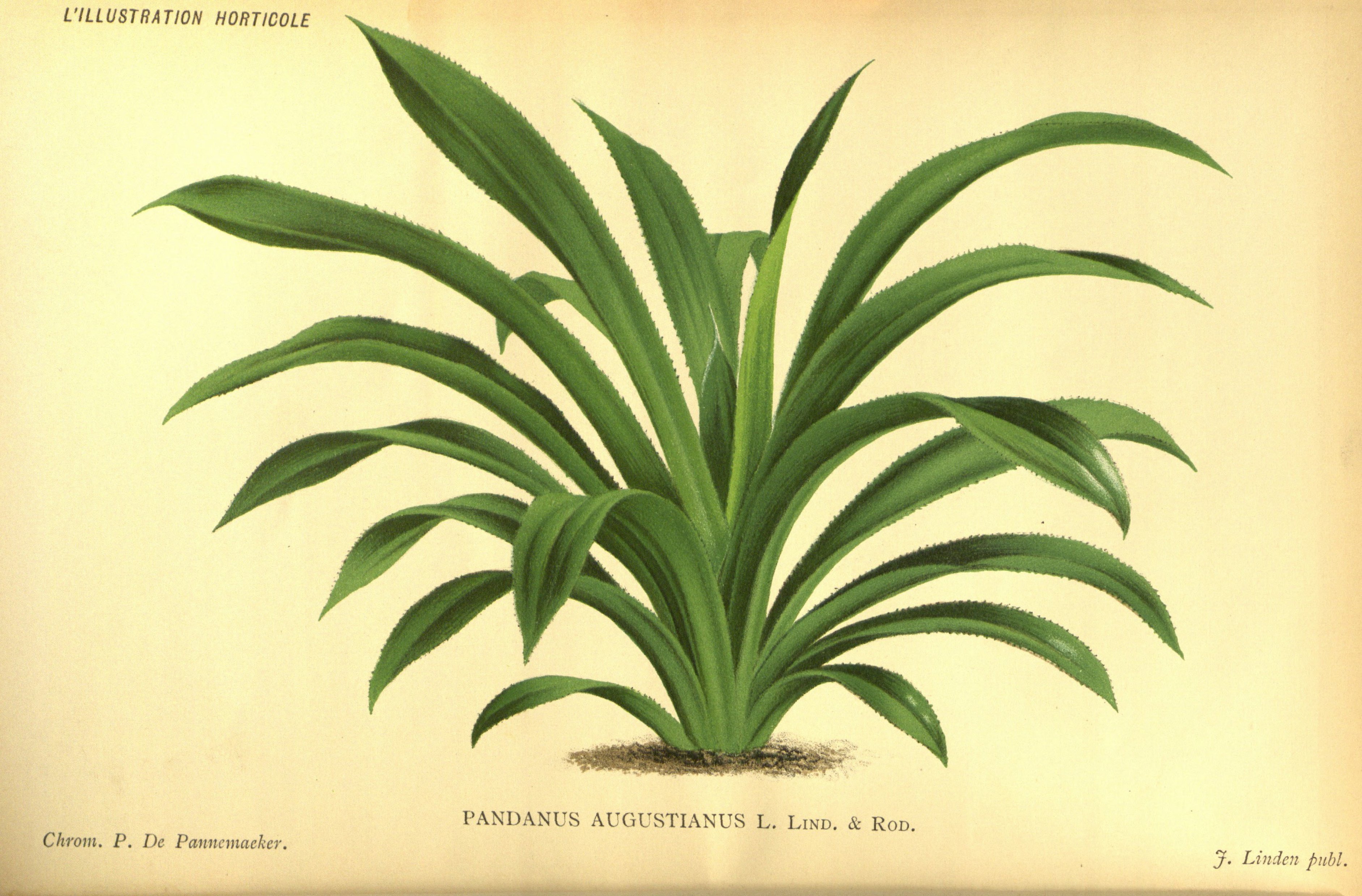 no full size  illustration available (3a)