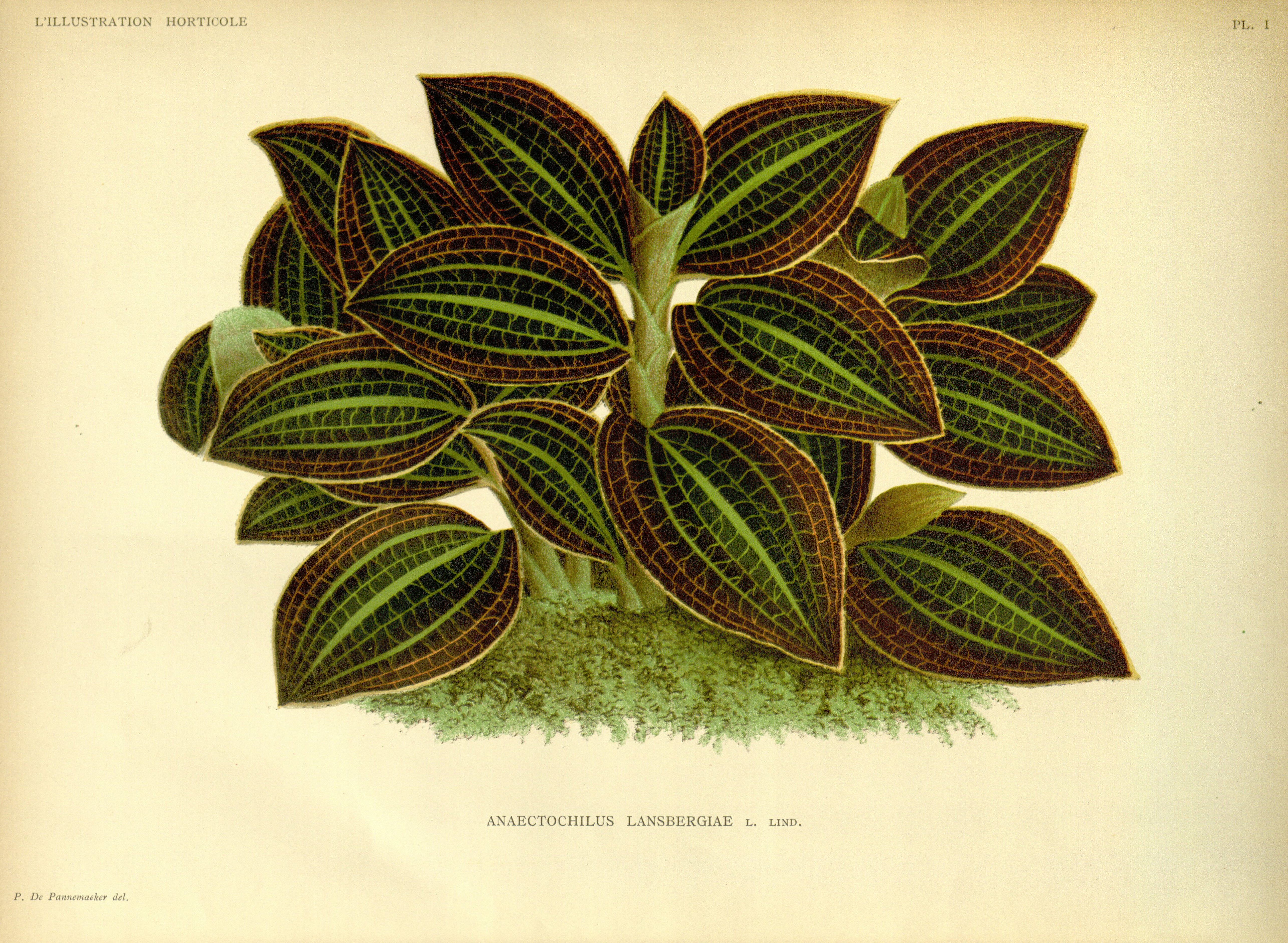 no full size  illustration available (3a)