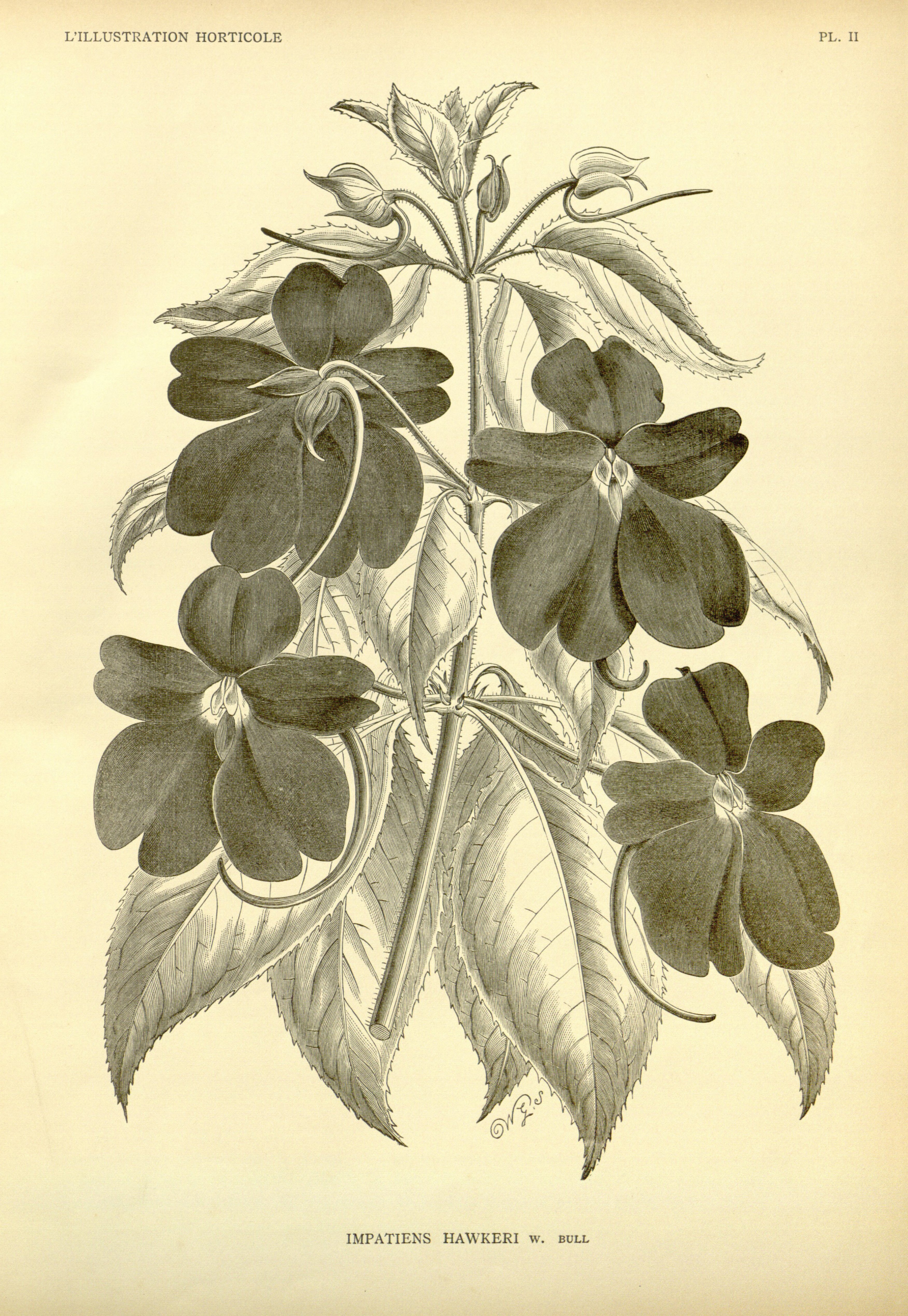 no full size  illustration available (3a)