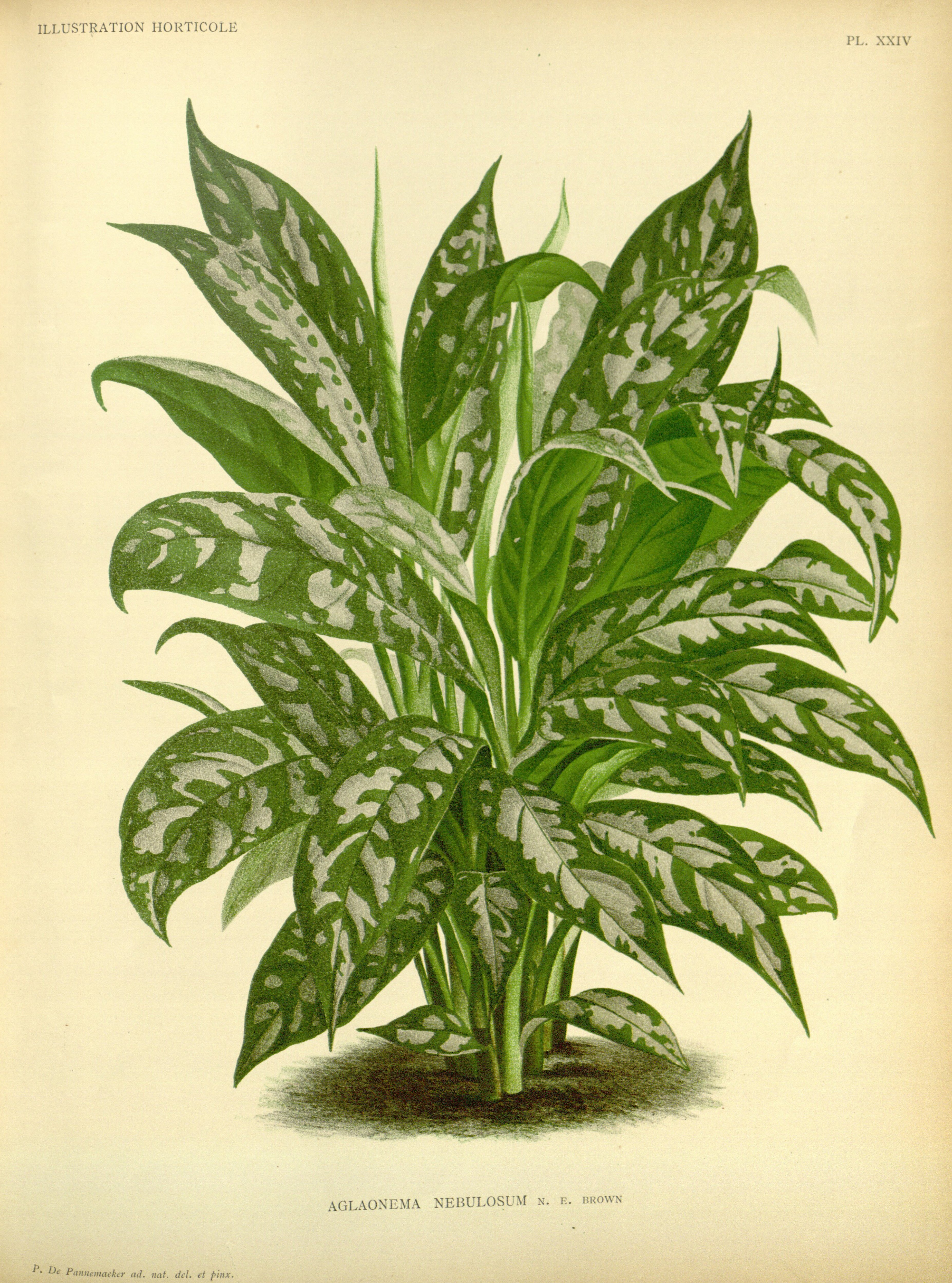 no full size  illustration available (3a)