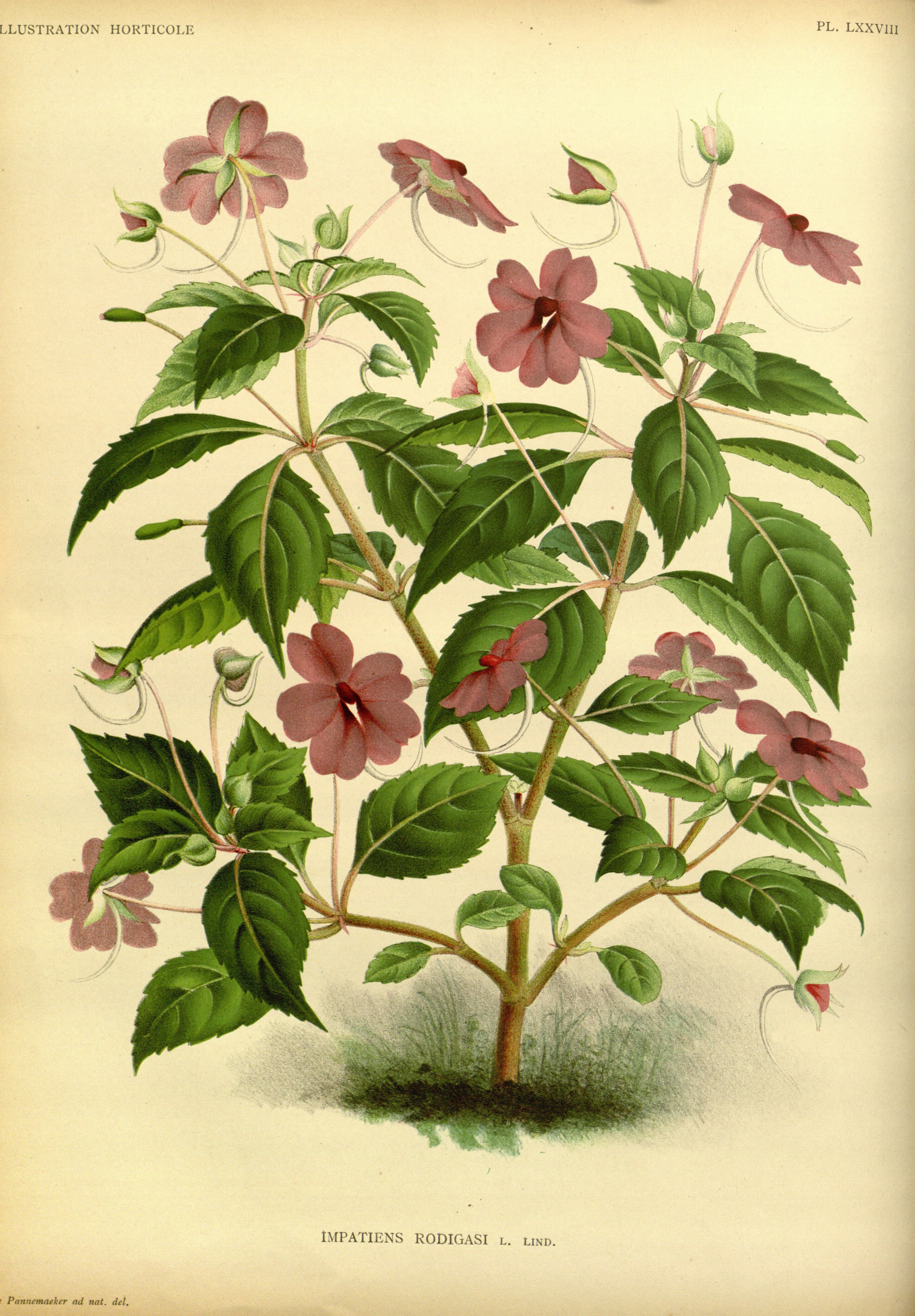 no full size  illustration available (3a)