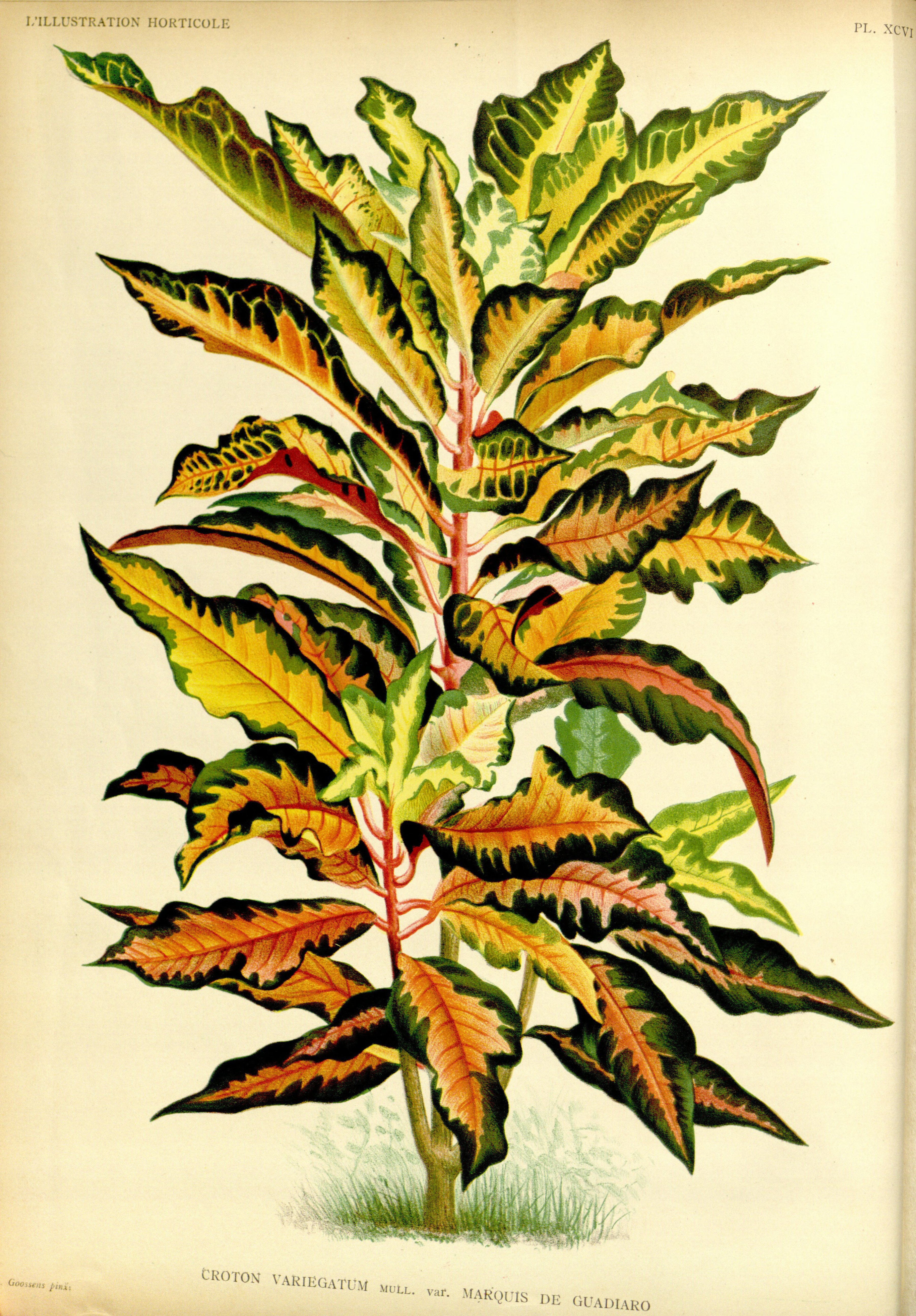 no full size  illustration available (3a)