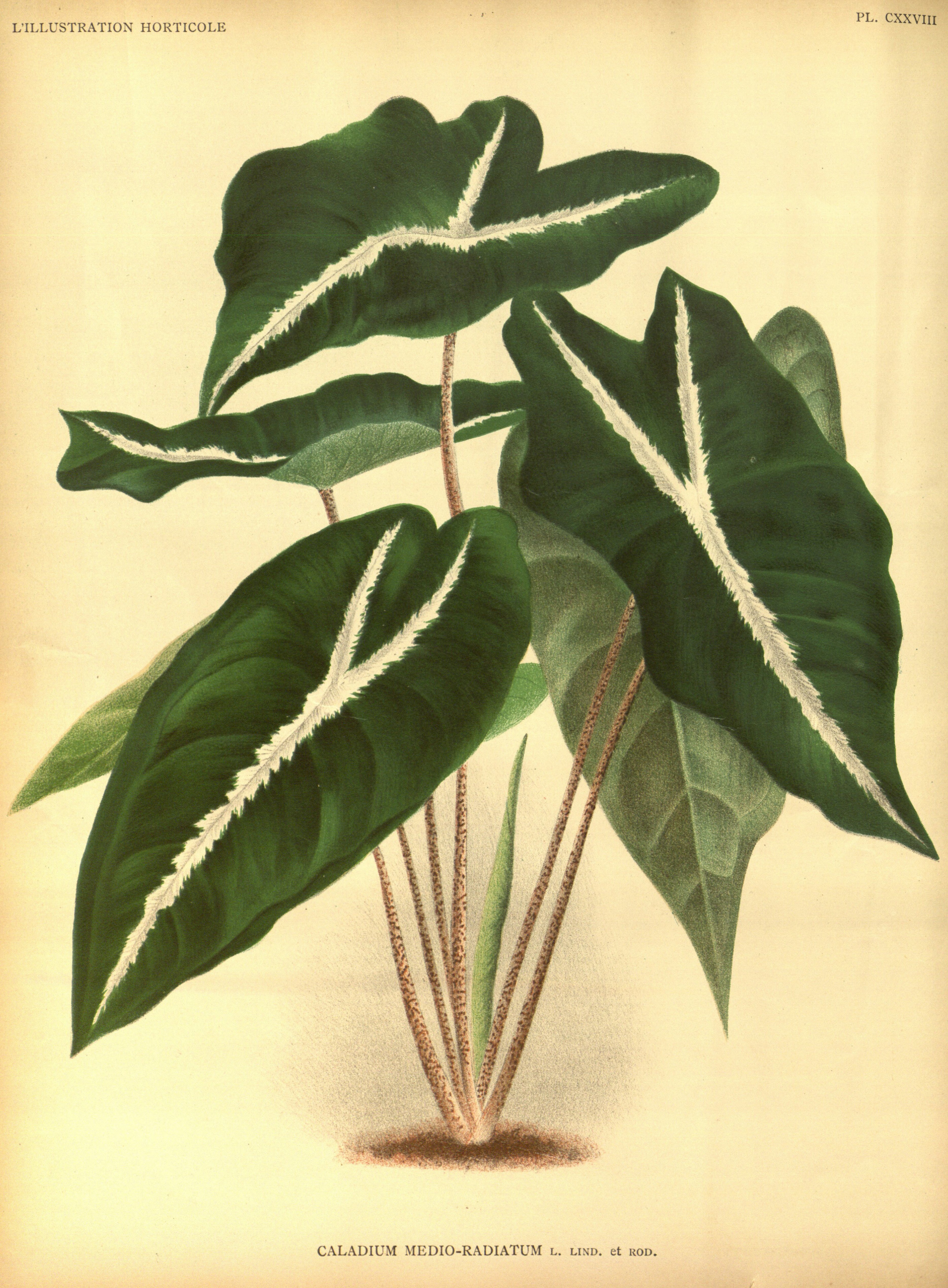 no full size  illustration available (3a)