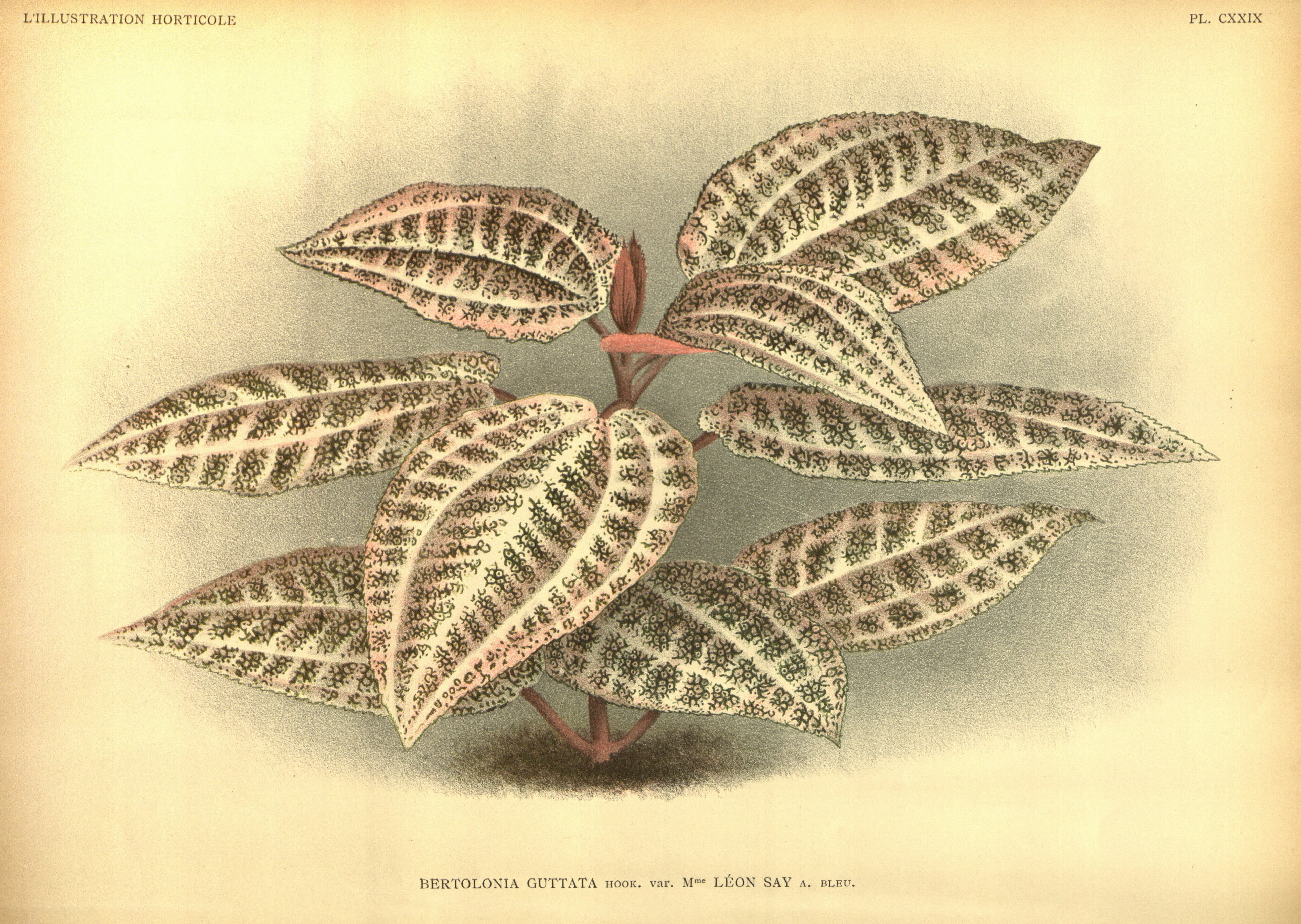 no full size  illustration available (3a)