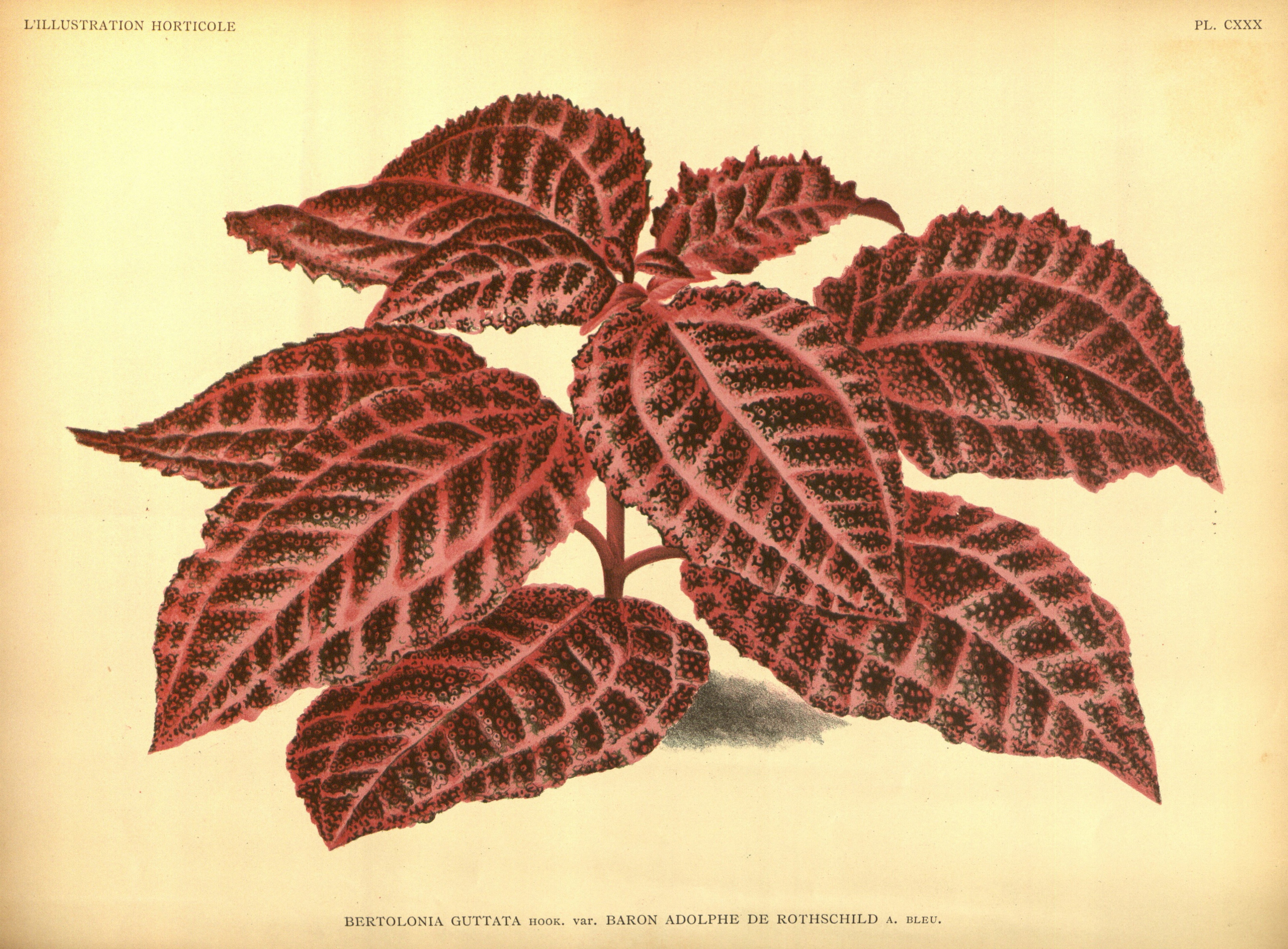 no full size  illustration available (3a)