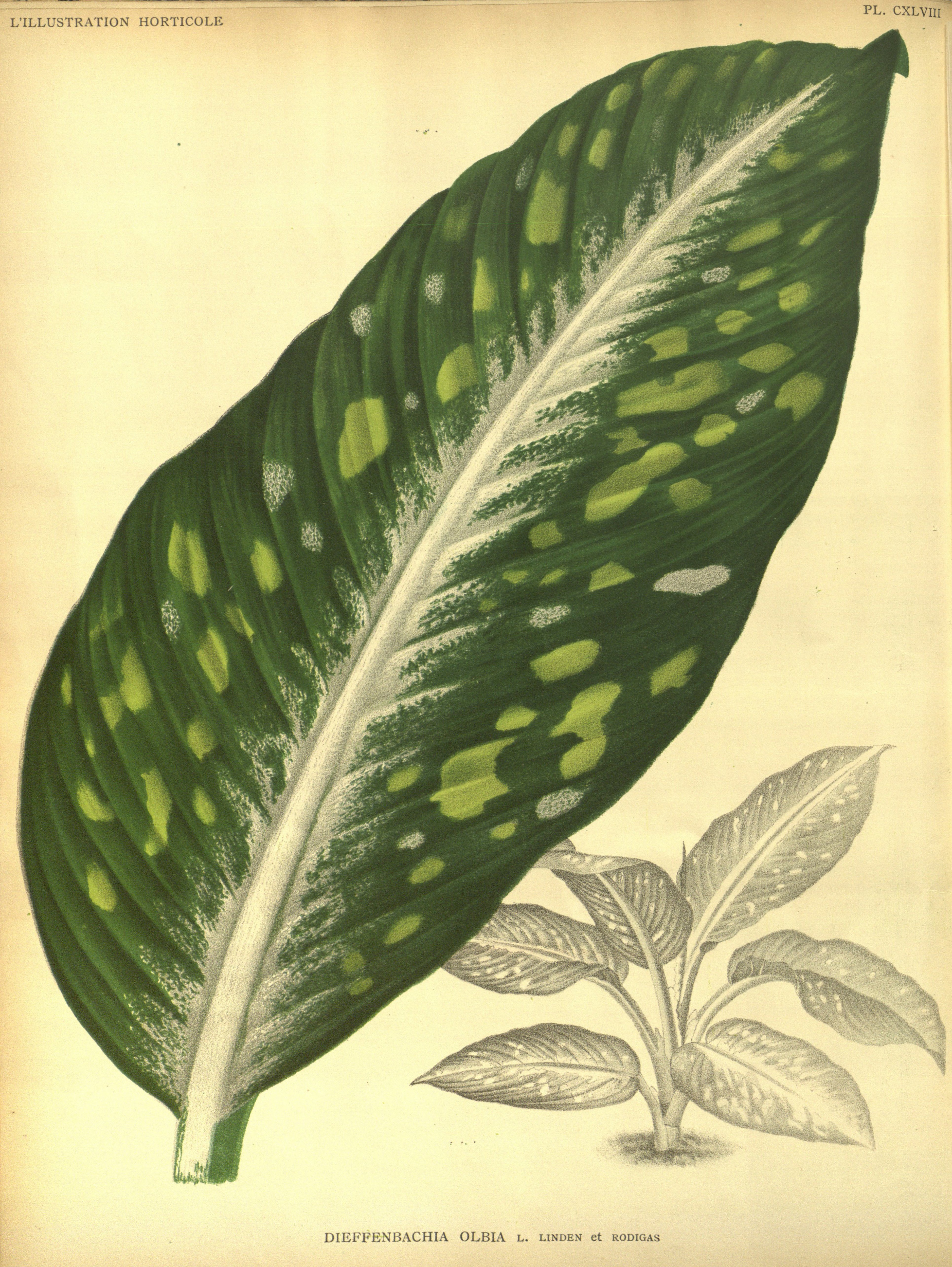 no full size  illustration available (3a)