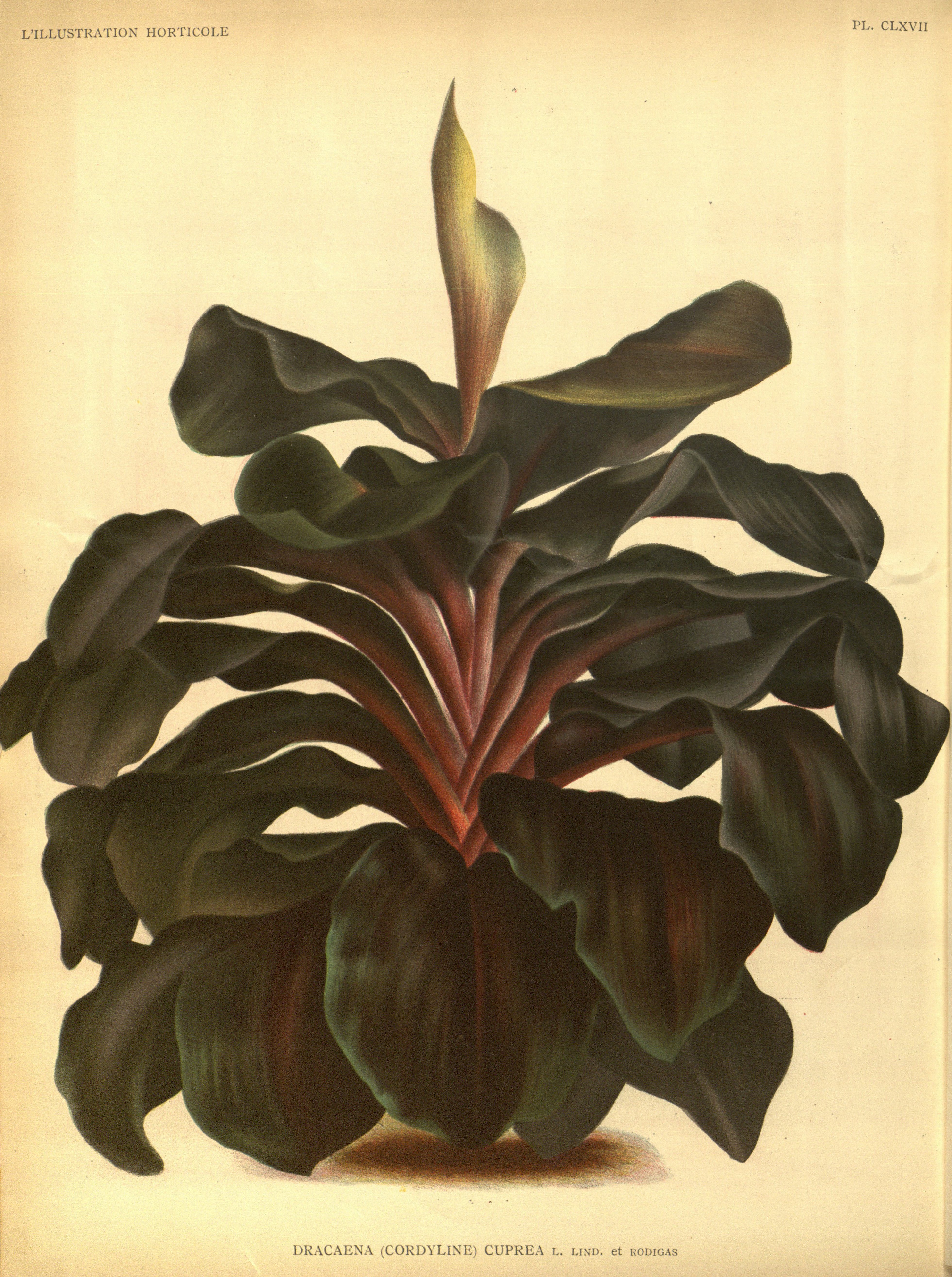 no full size  illustration available (3a)