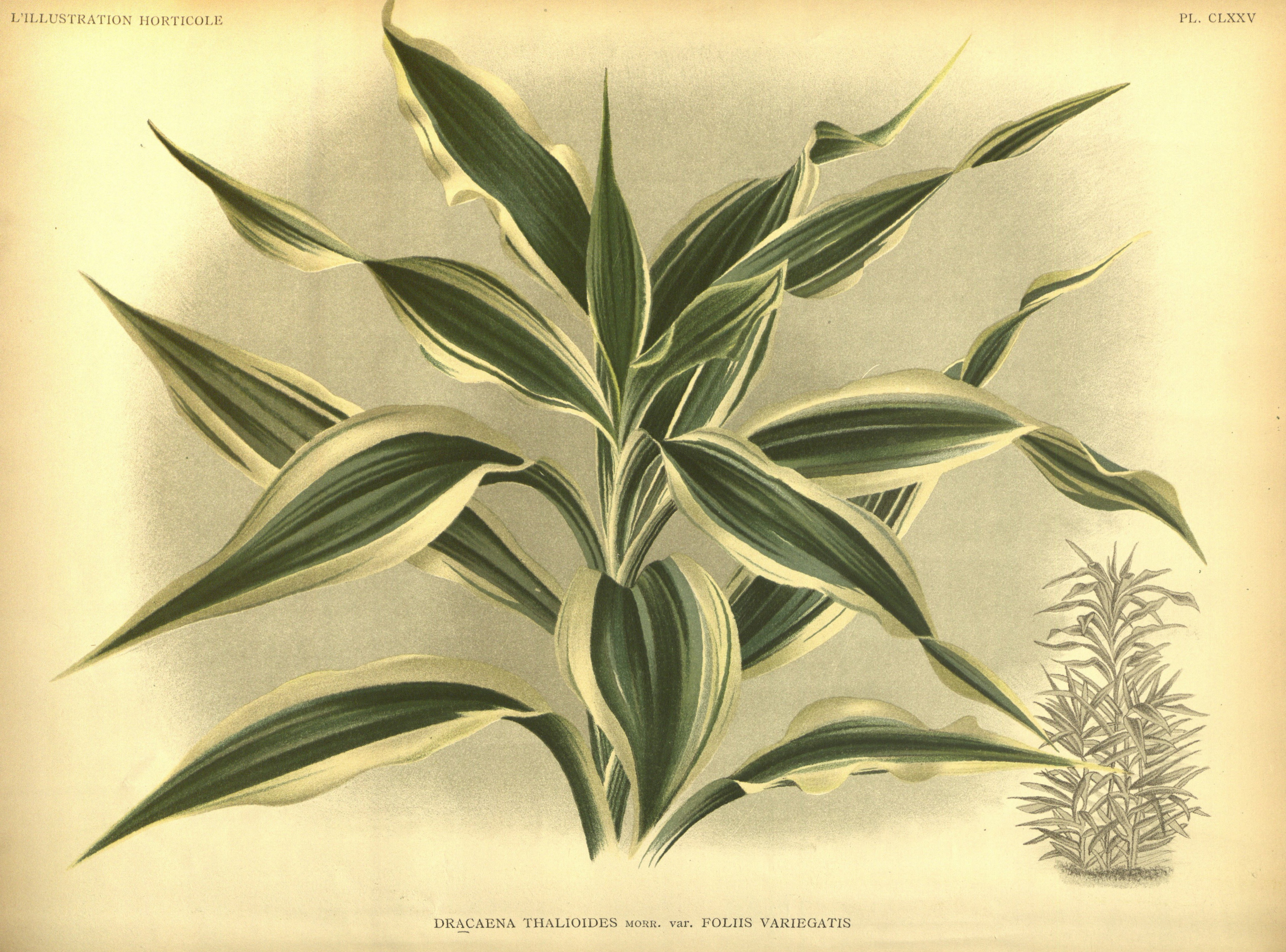 no full size  illustration available (3a)