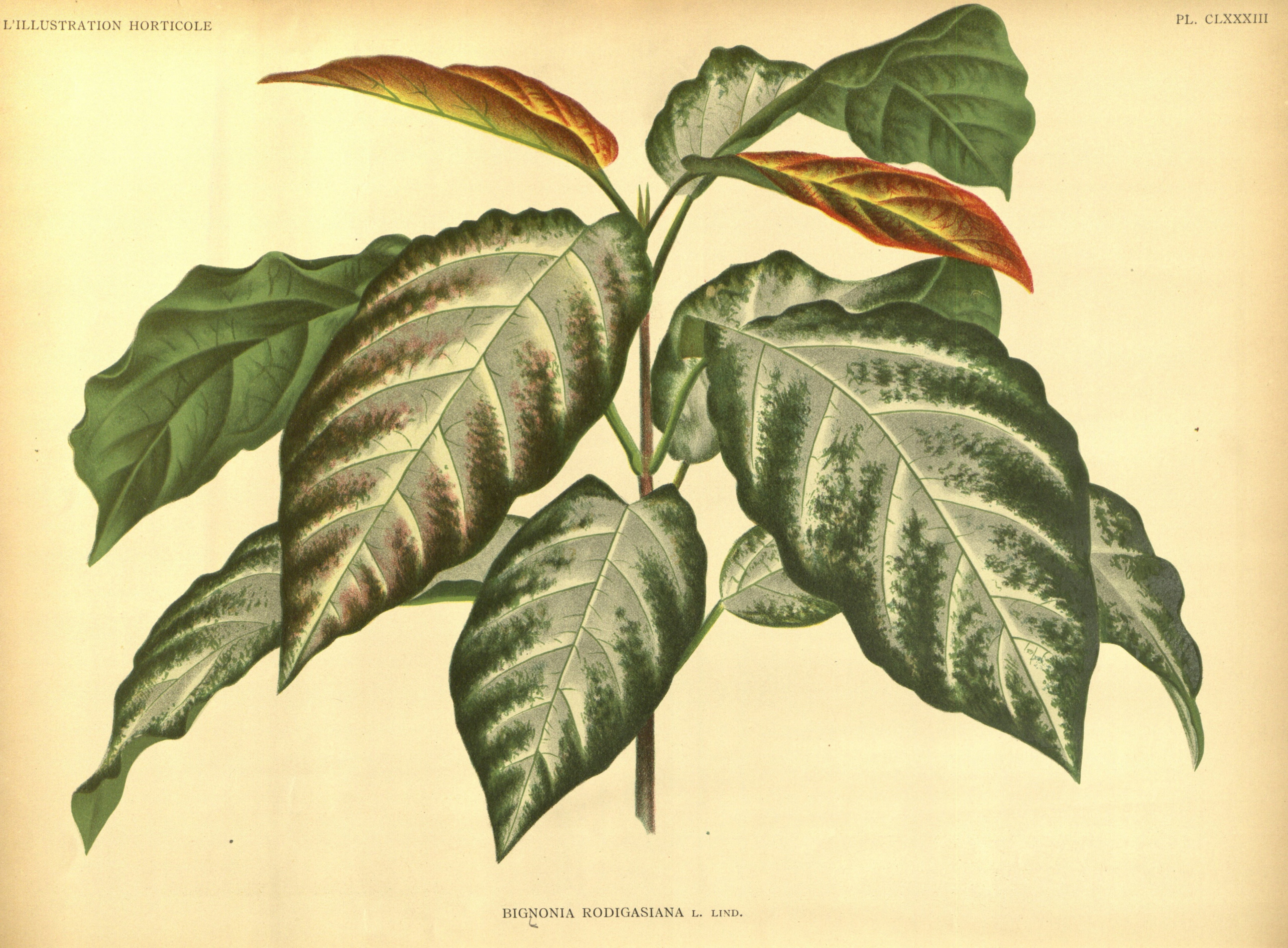 no full size  illustration available (3a)