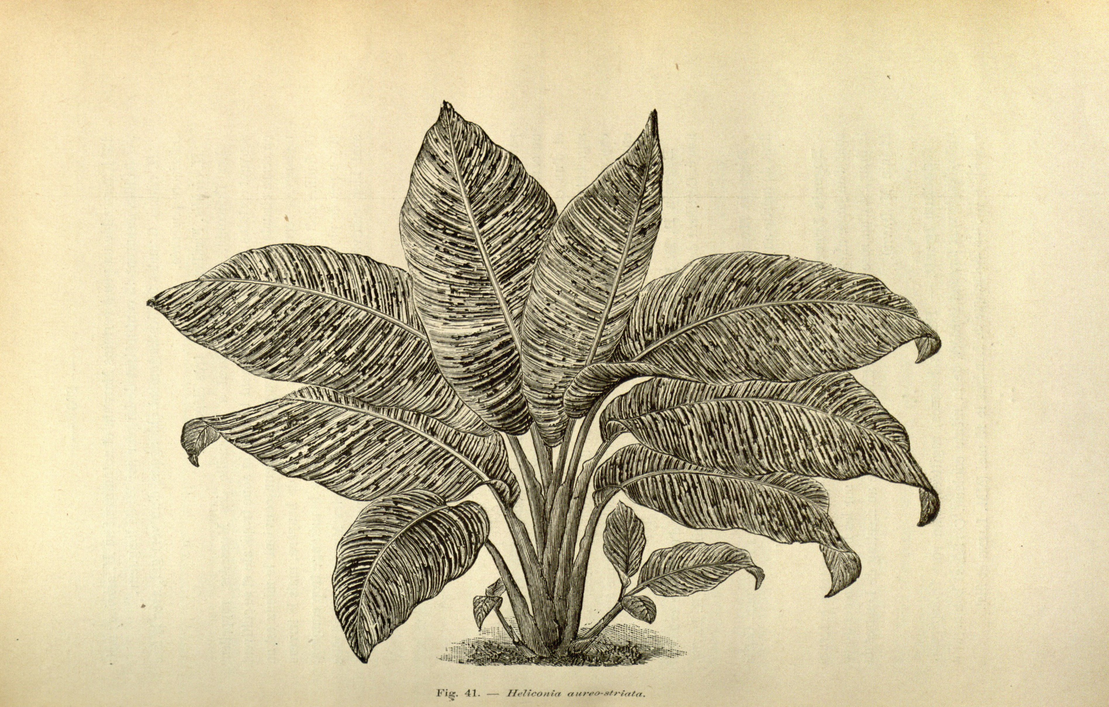 no full size  illustration available (3a)