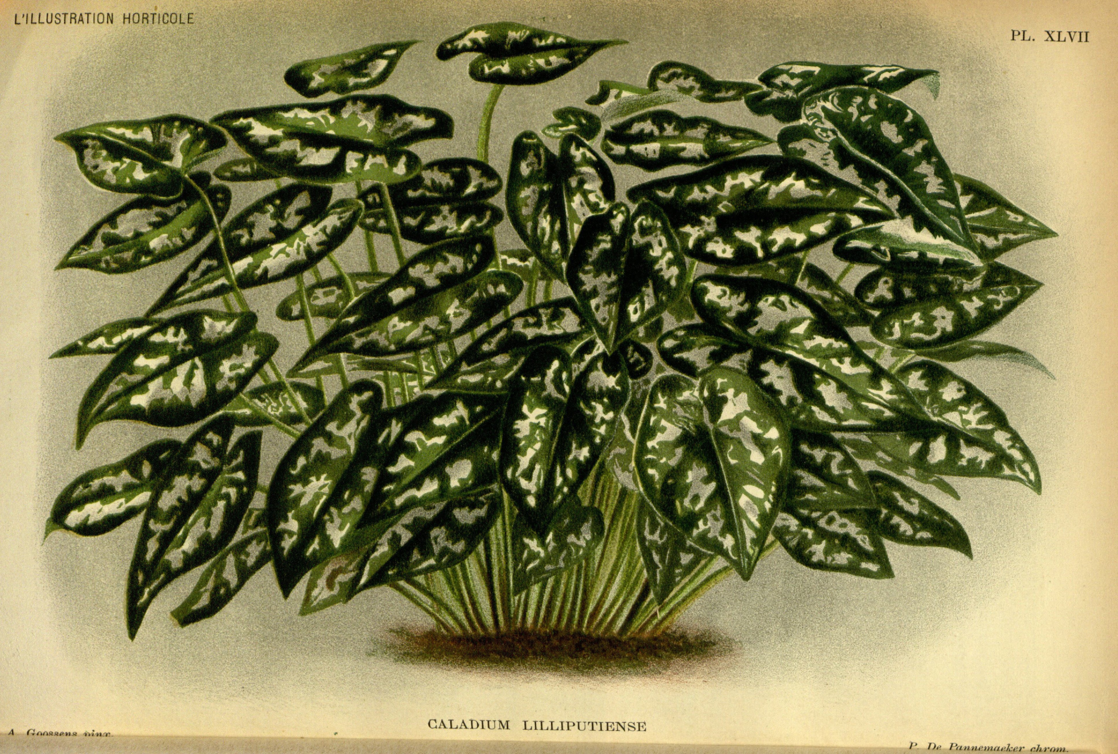 no full size  illustration available (3a)