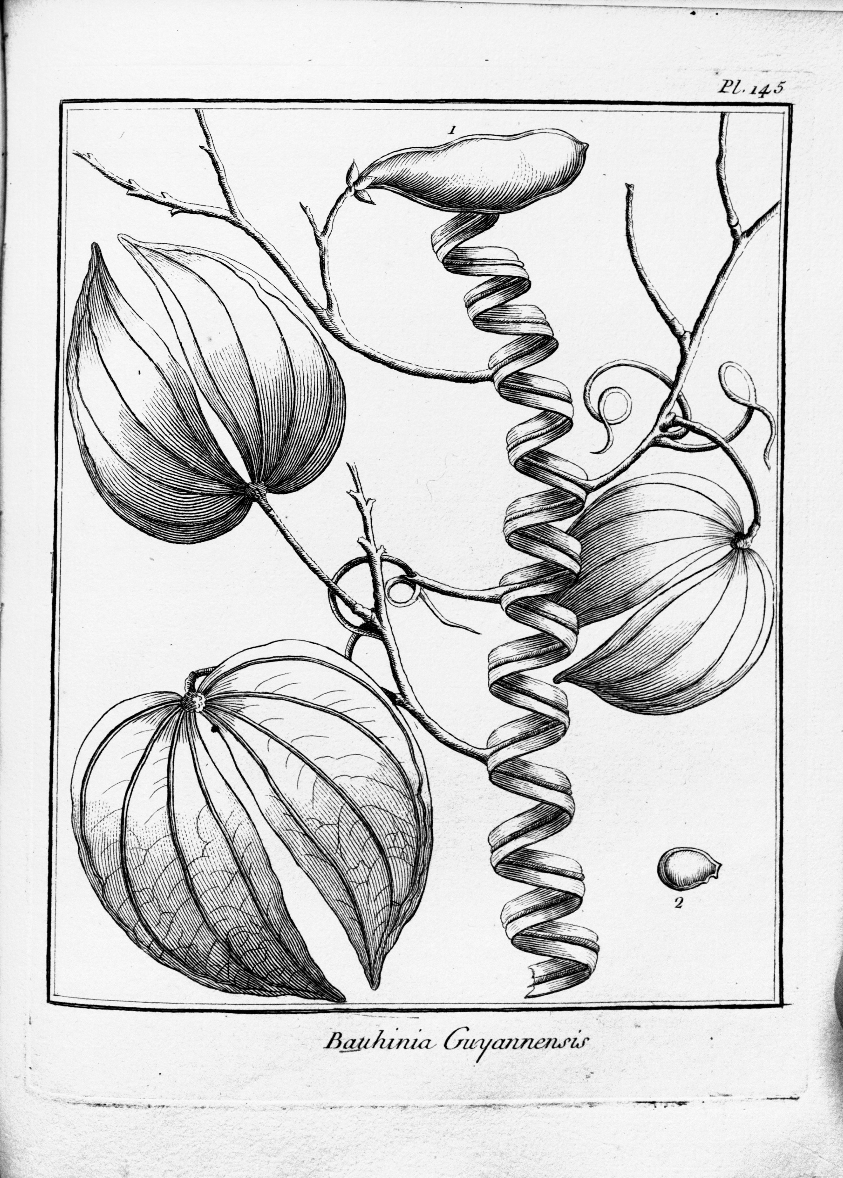 no full size  illustration available (3a)