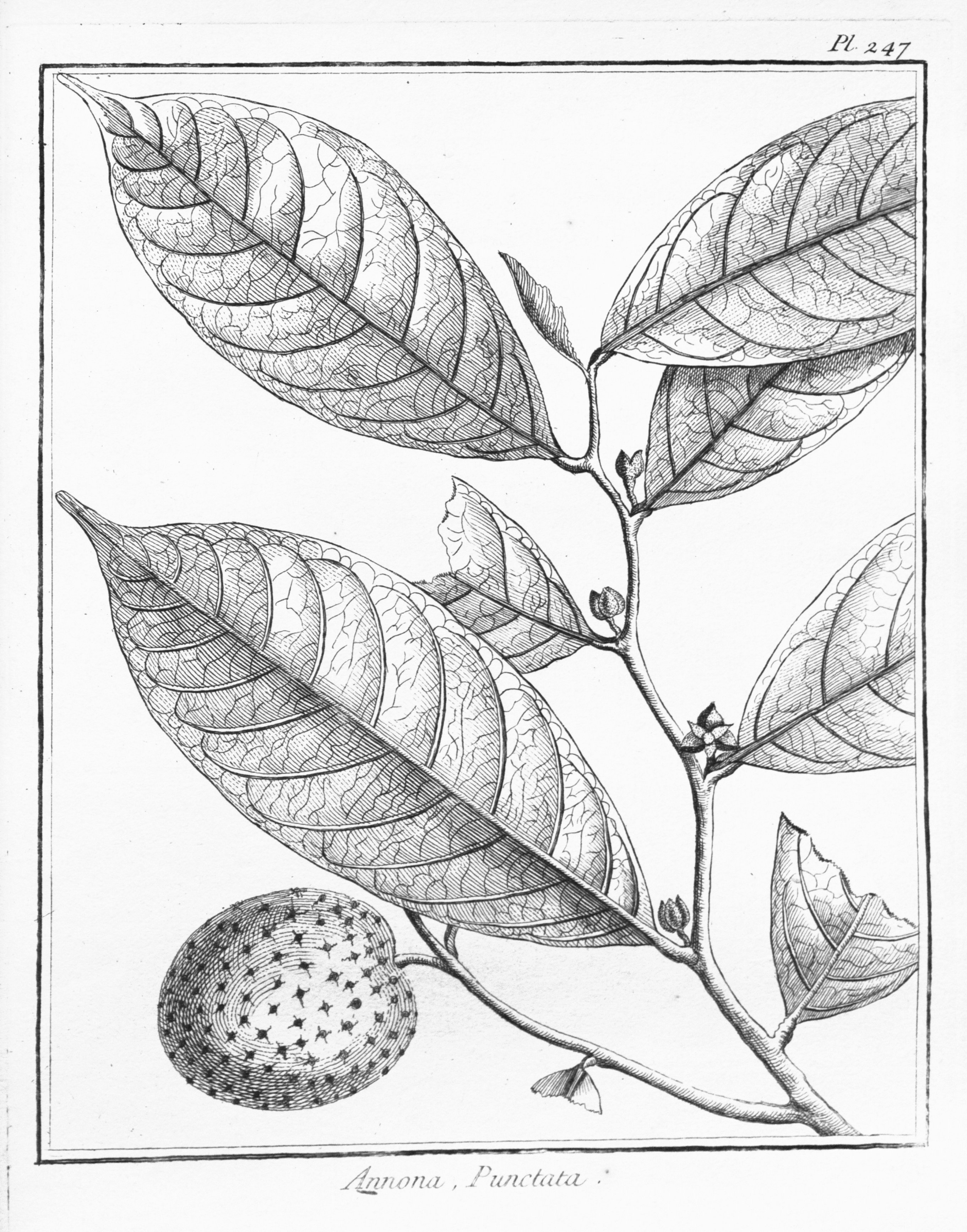 no full size  illustration available (3a)