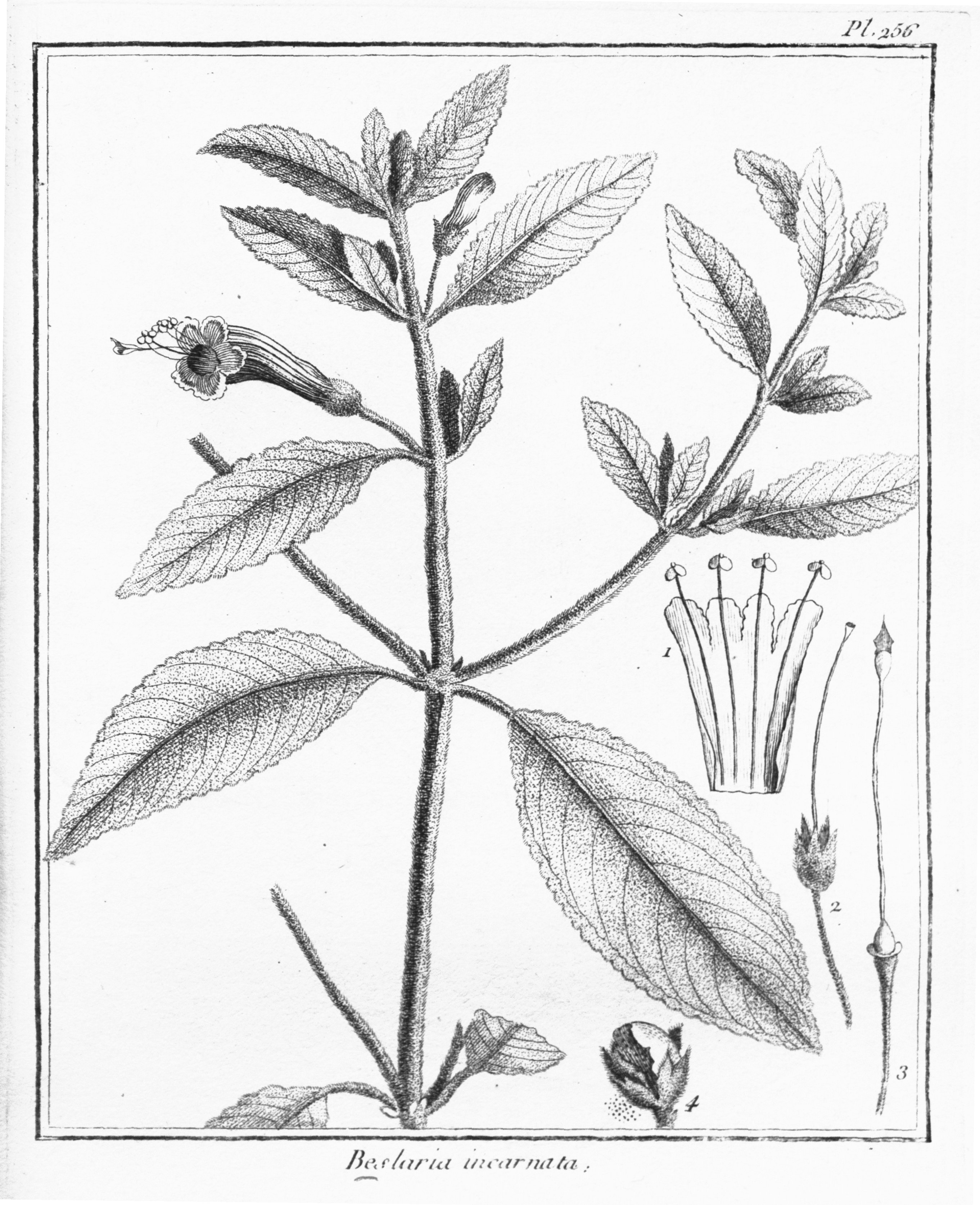 no full size  illustration available (3a)