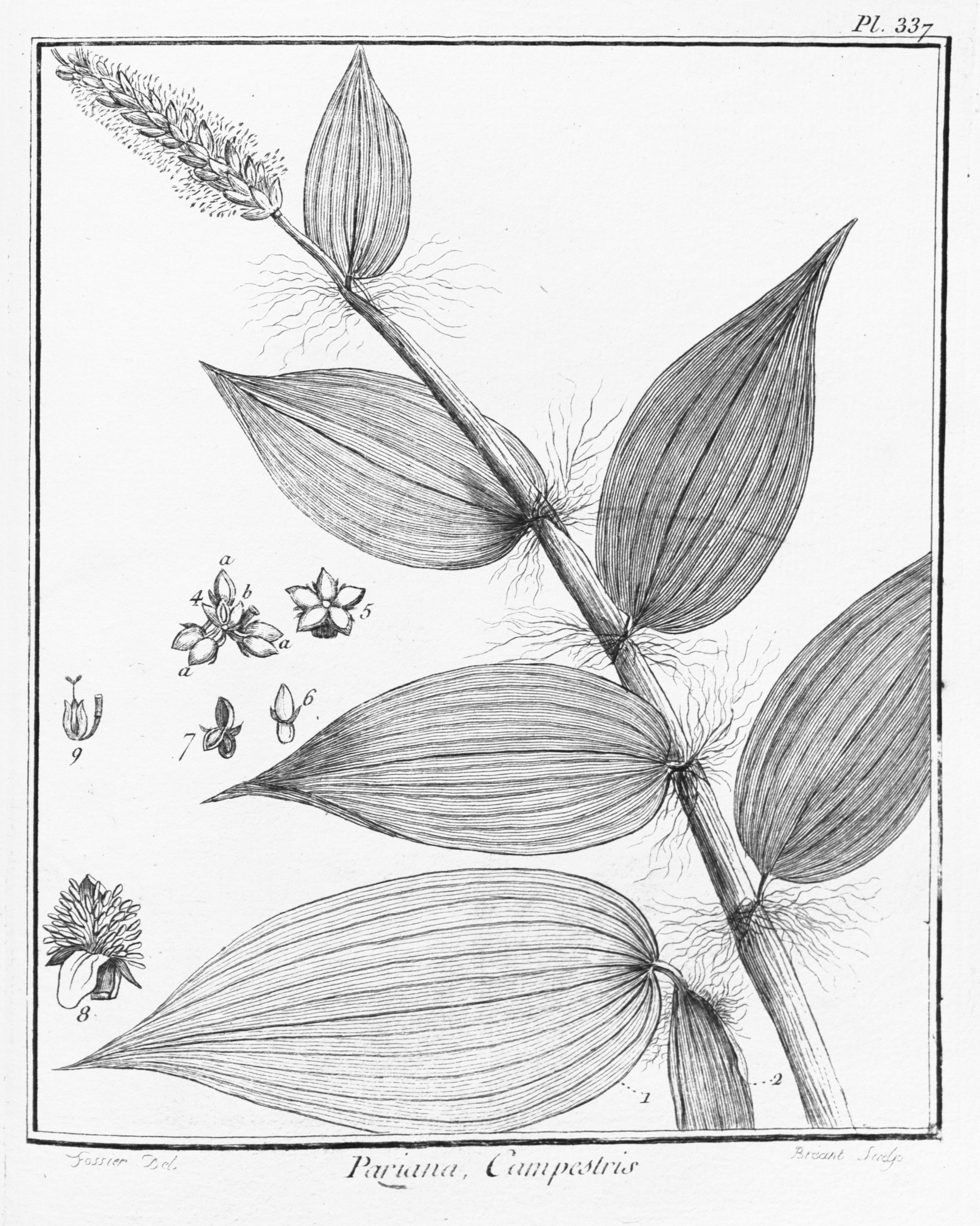 no full size  illustration available (3a)