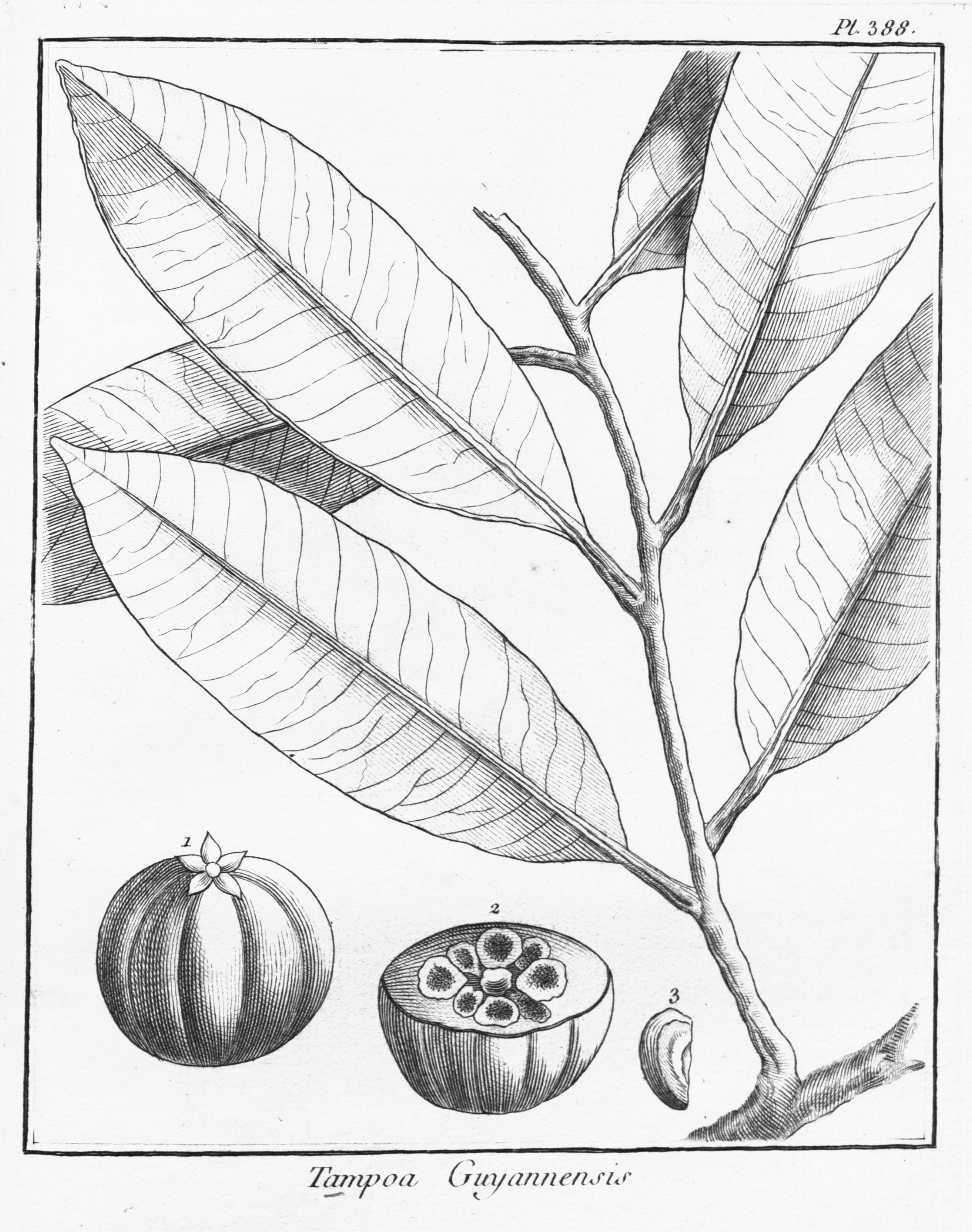 no full size  illustration available (3a)