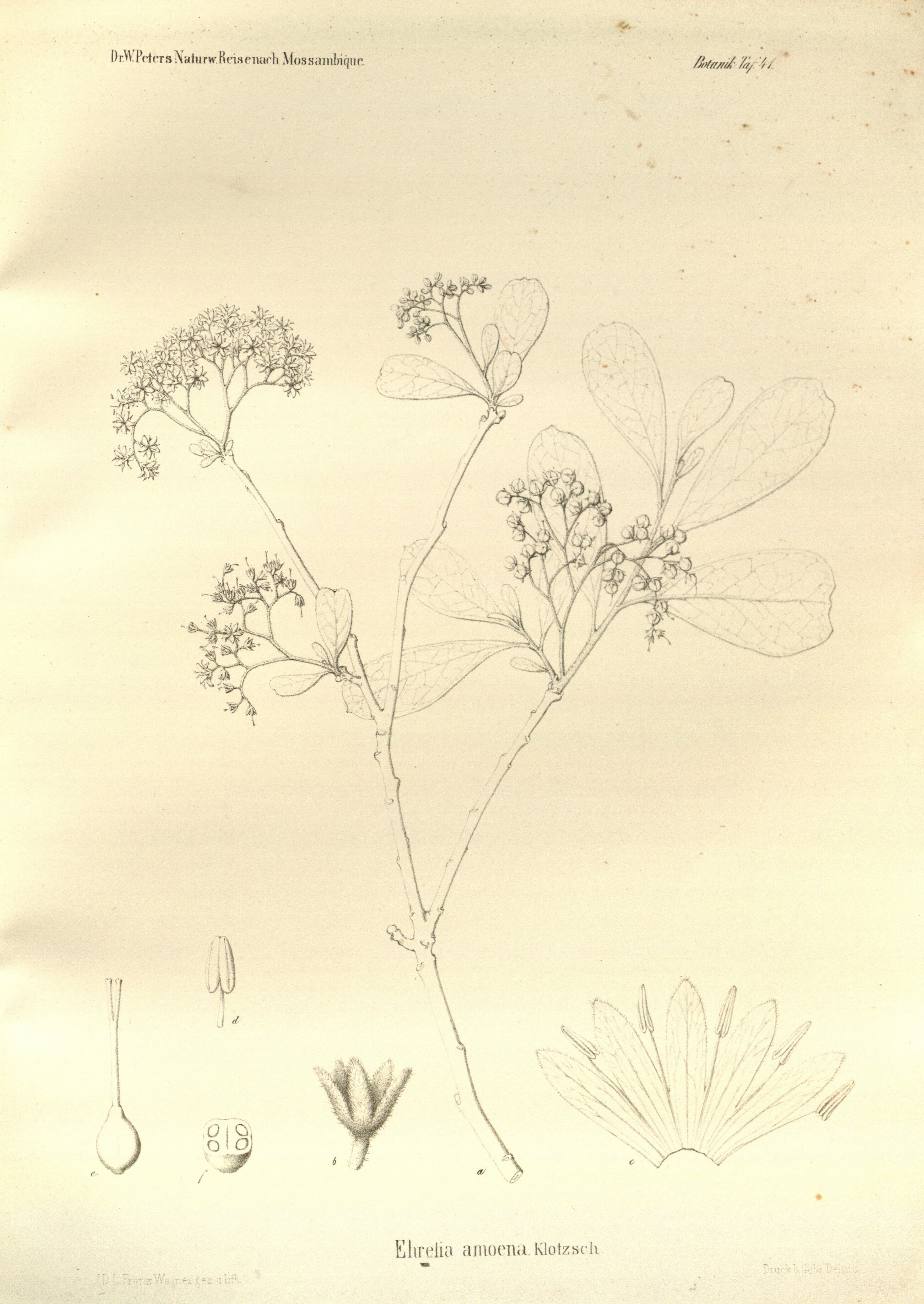 no full size  illustration available (3a)