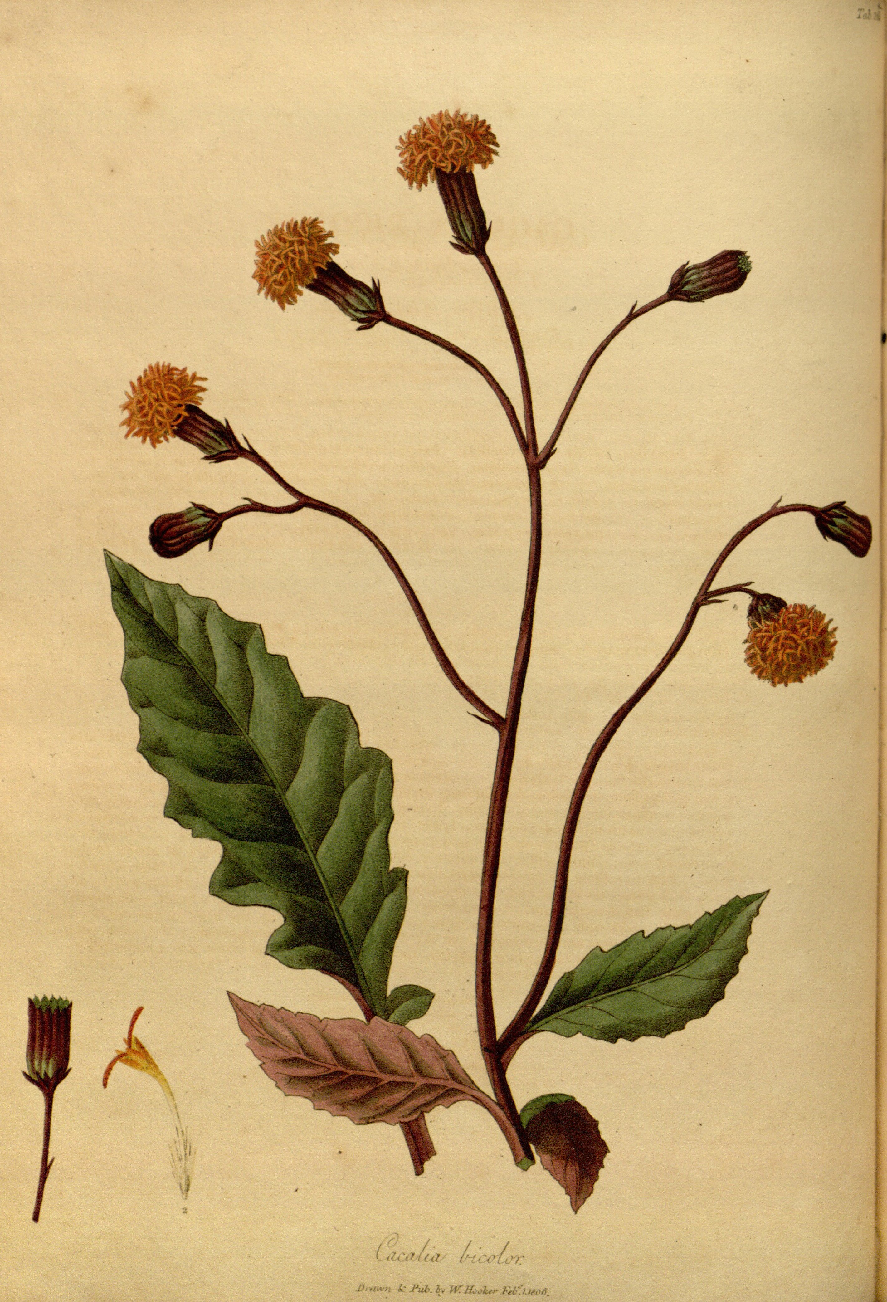 no full size  illustration available (3a)