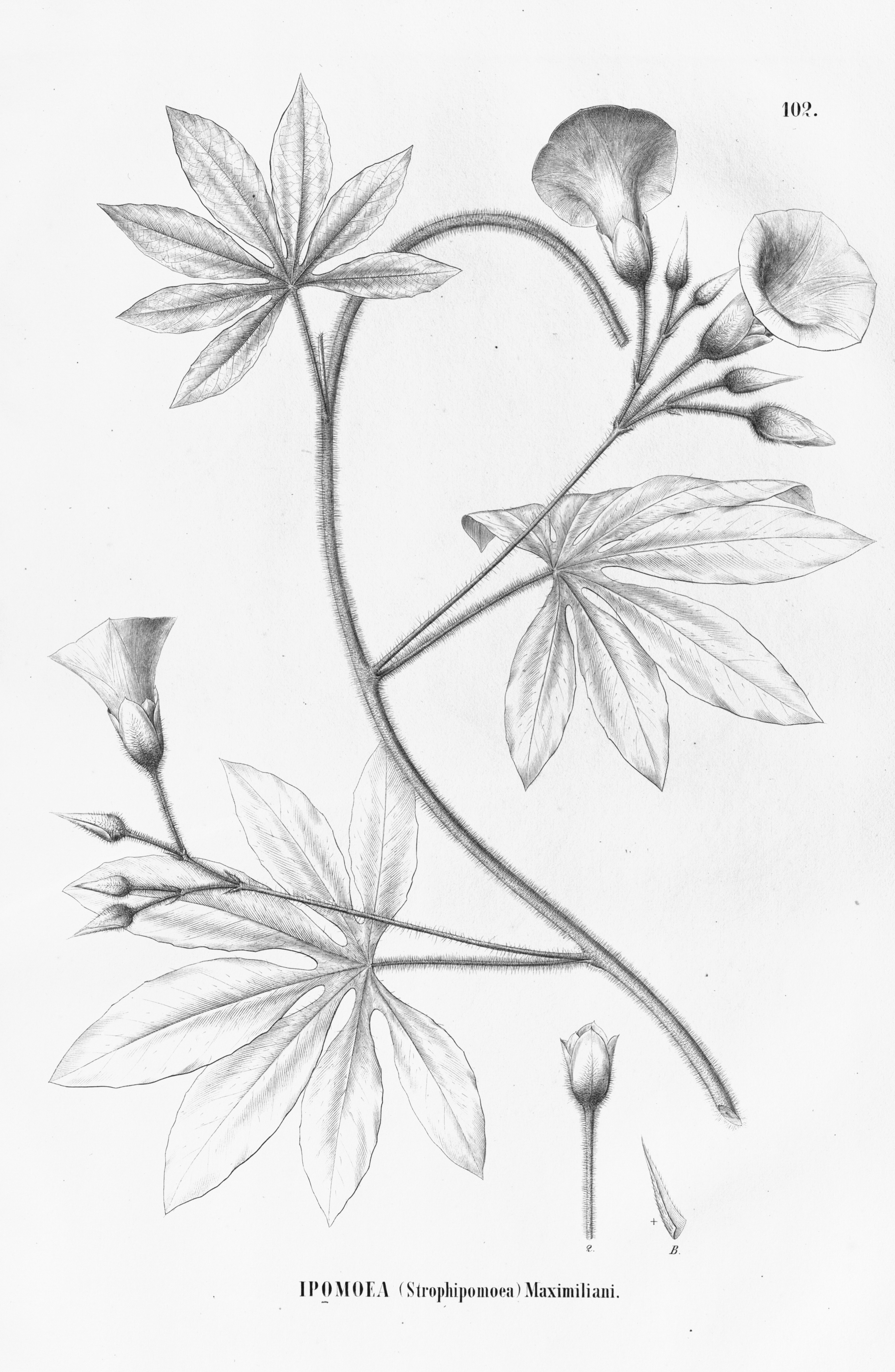 no full size  illustration available (3a)