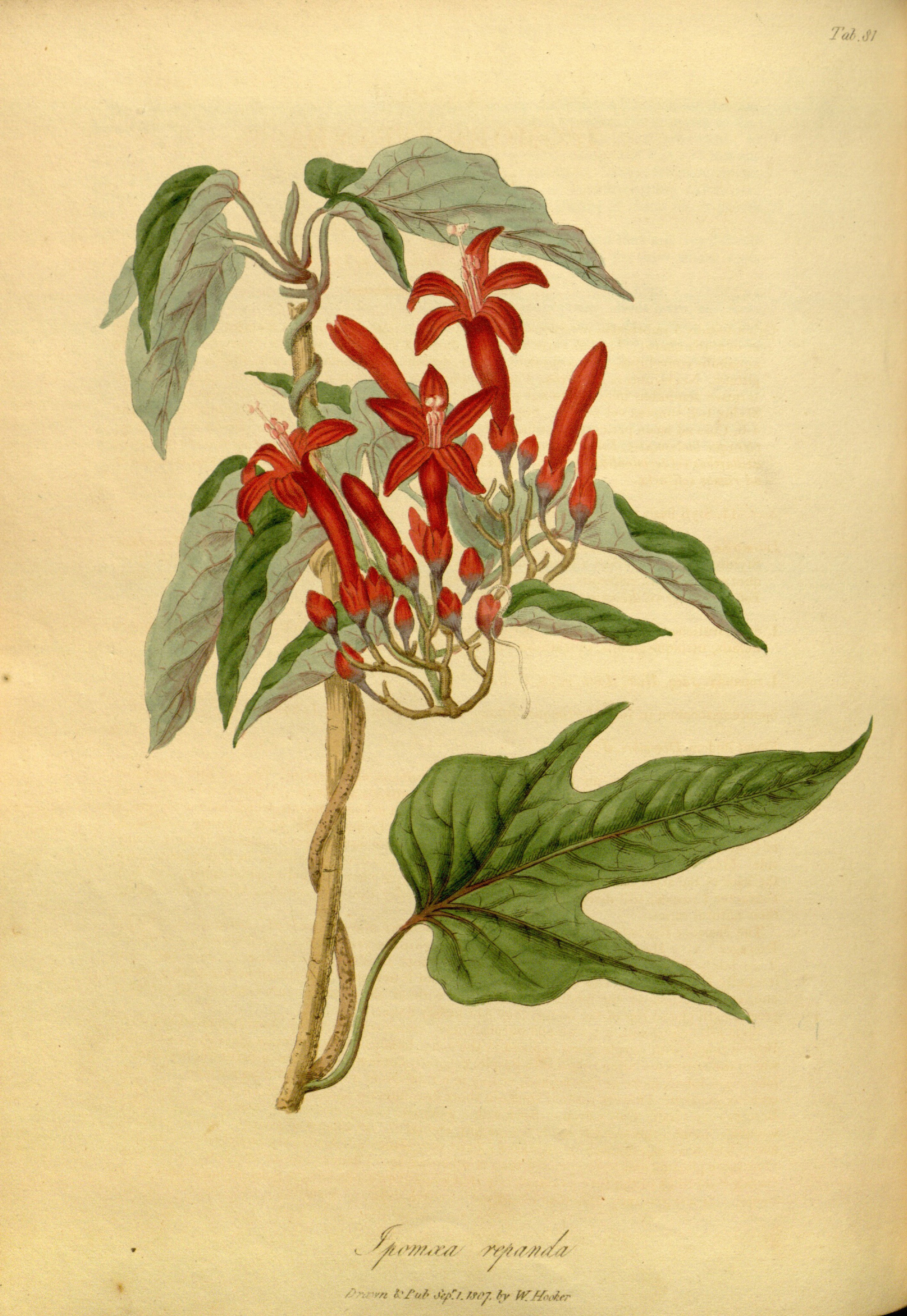 no full size  illustration available (3a)