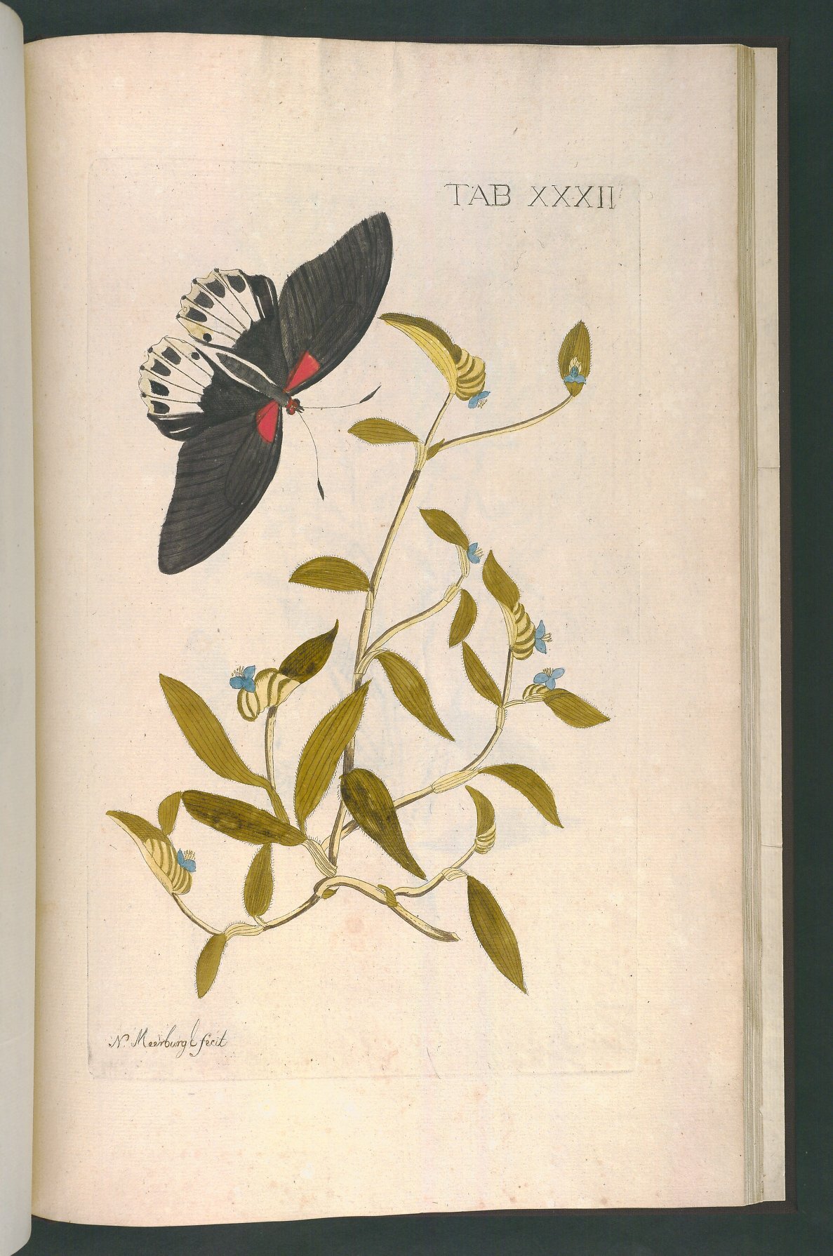 no full size  illustration available (3a)