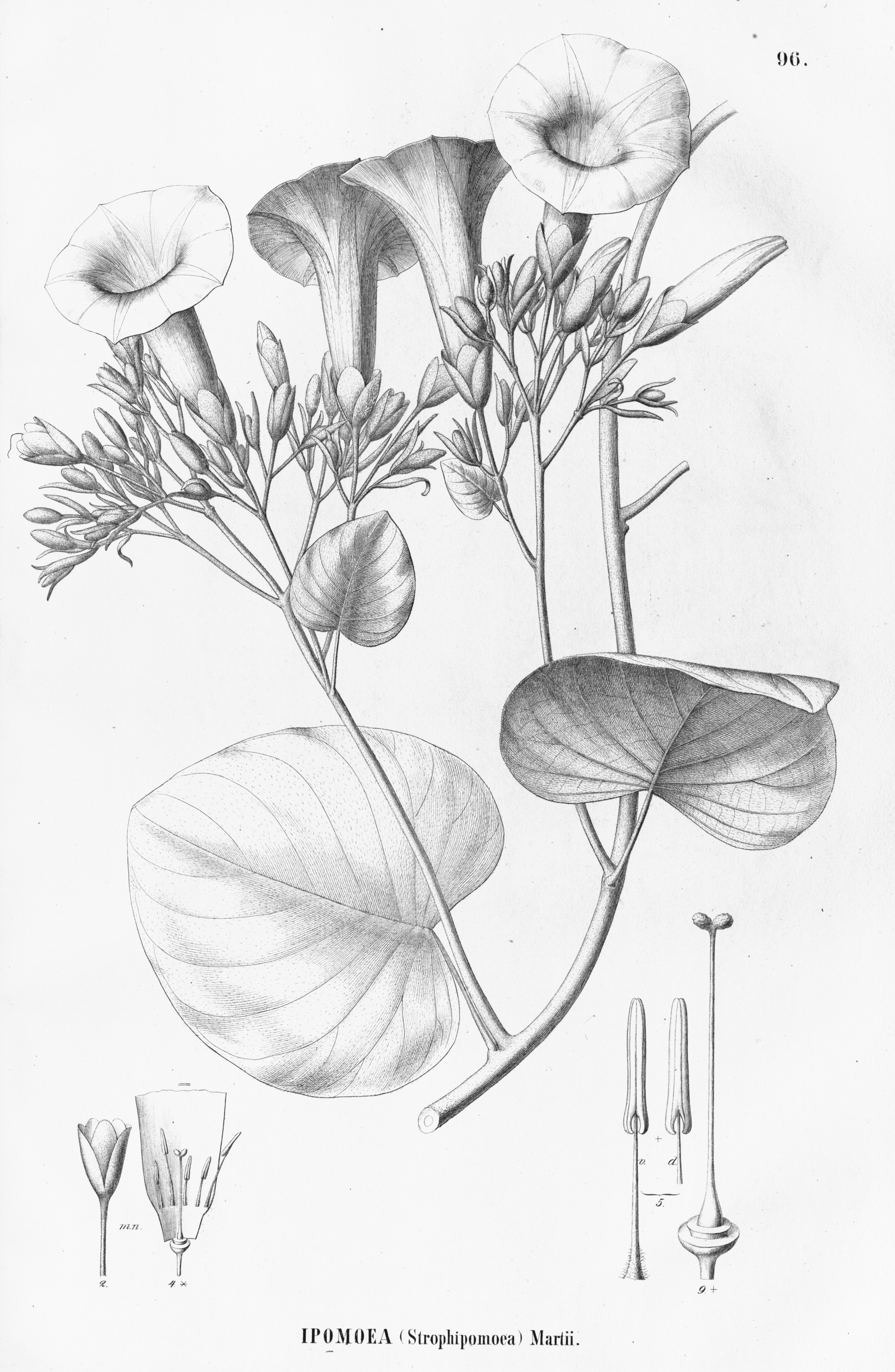 no full size  illustration available (3a)