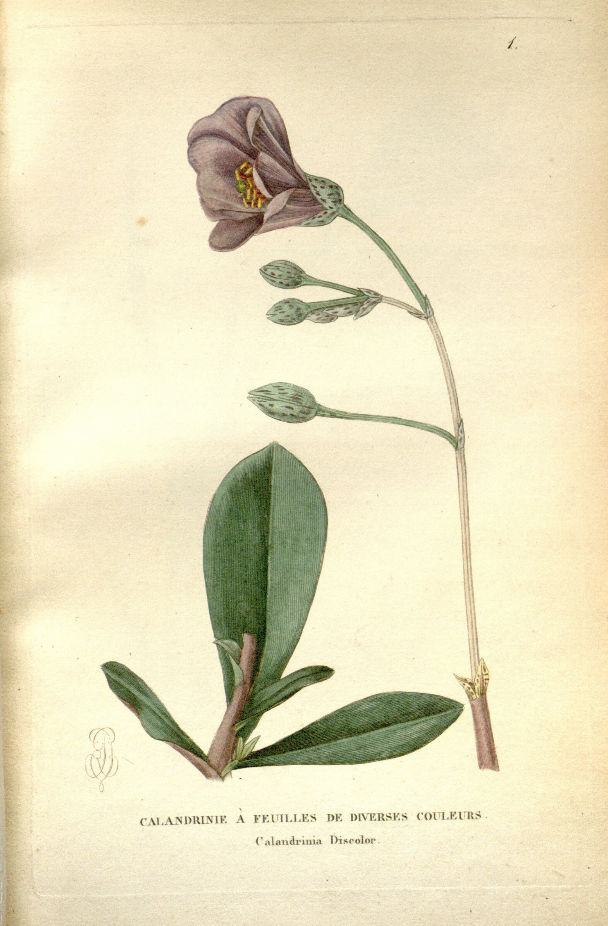 no full size  illustration available (3a)