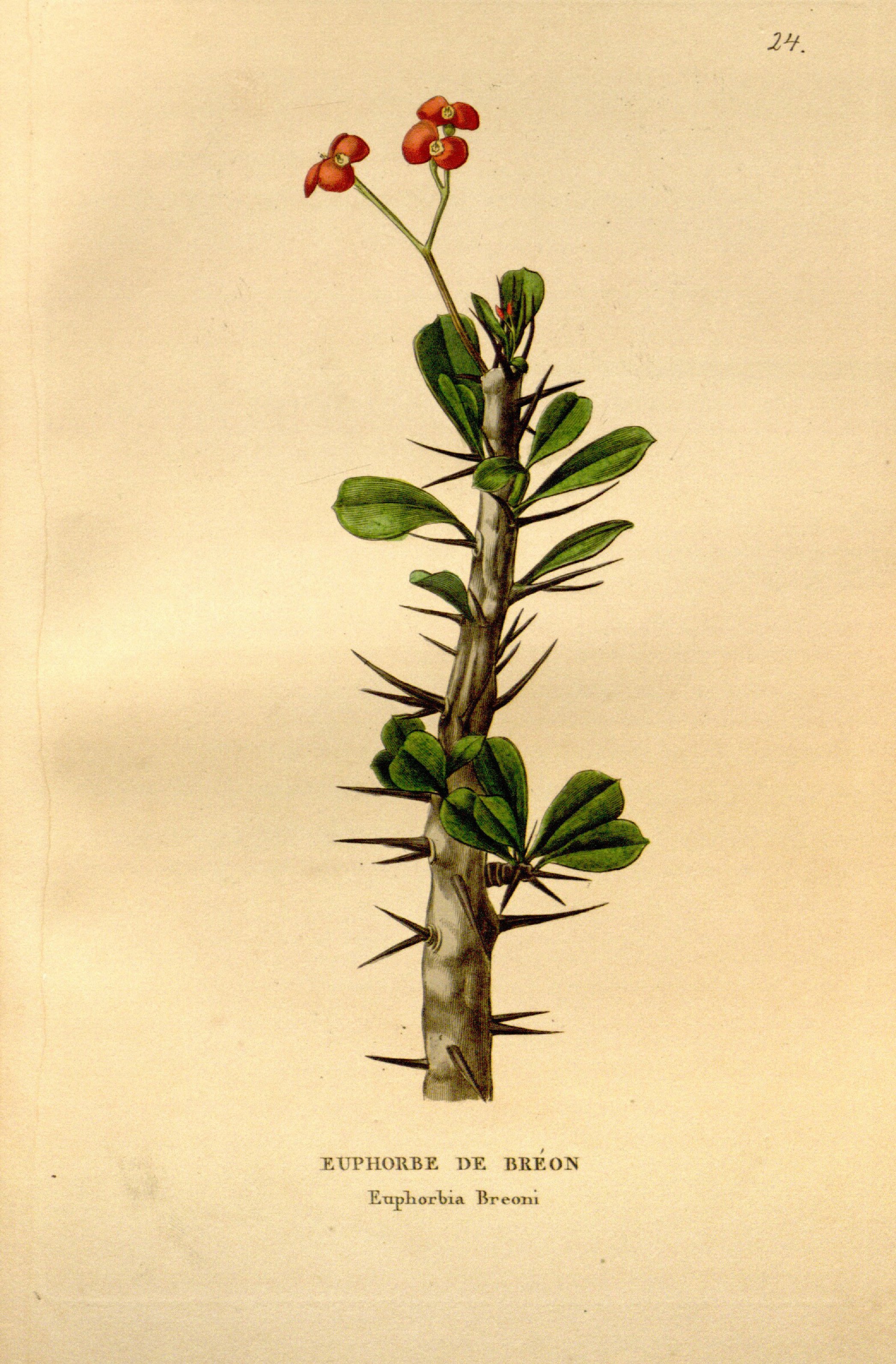 no full size  illustration available (3a)