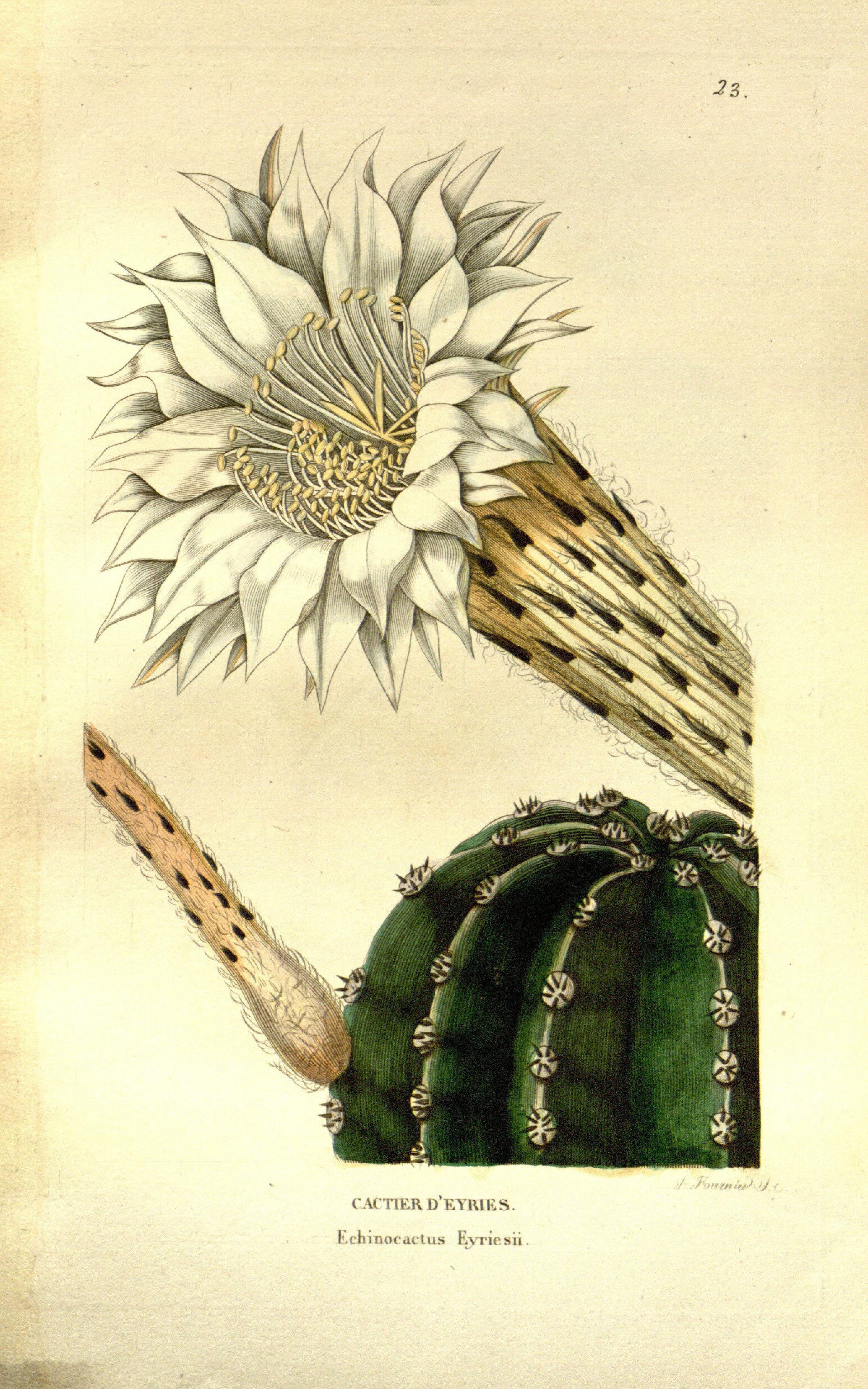 no full size  illustration available (3a)