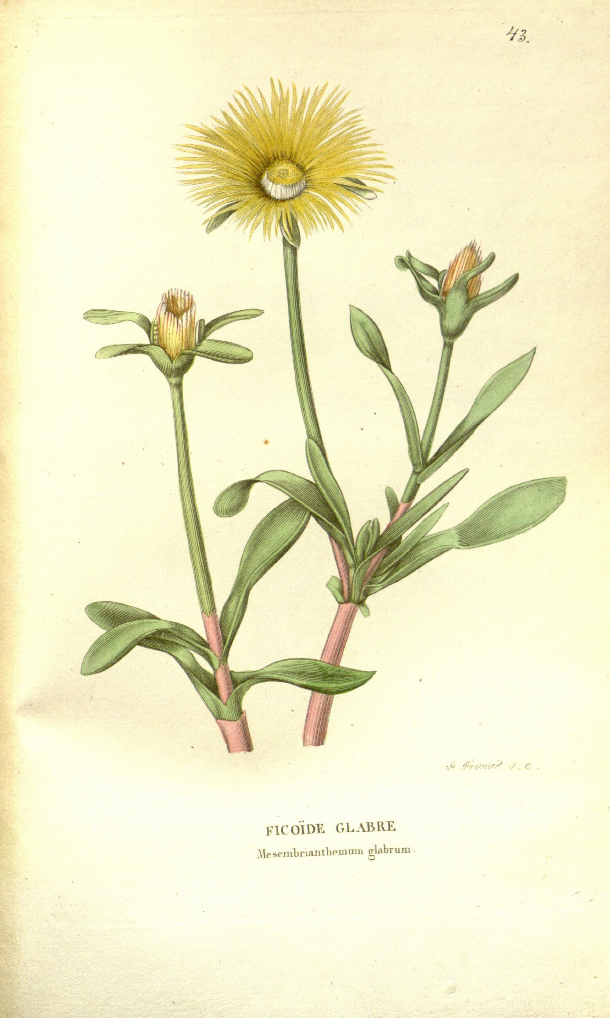 no full size  illustration available (3a)