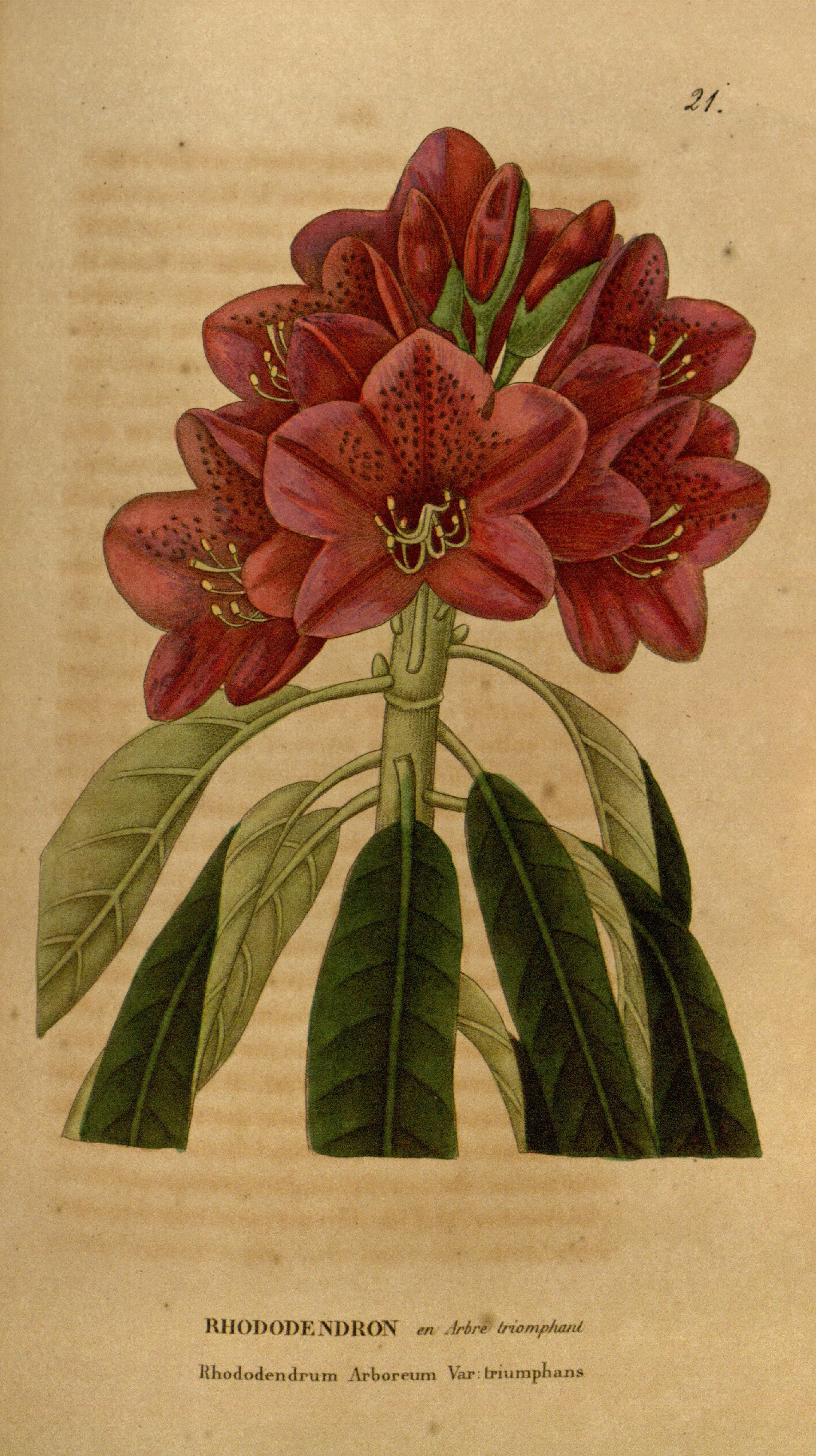 no full size  illustration available (3a)