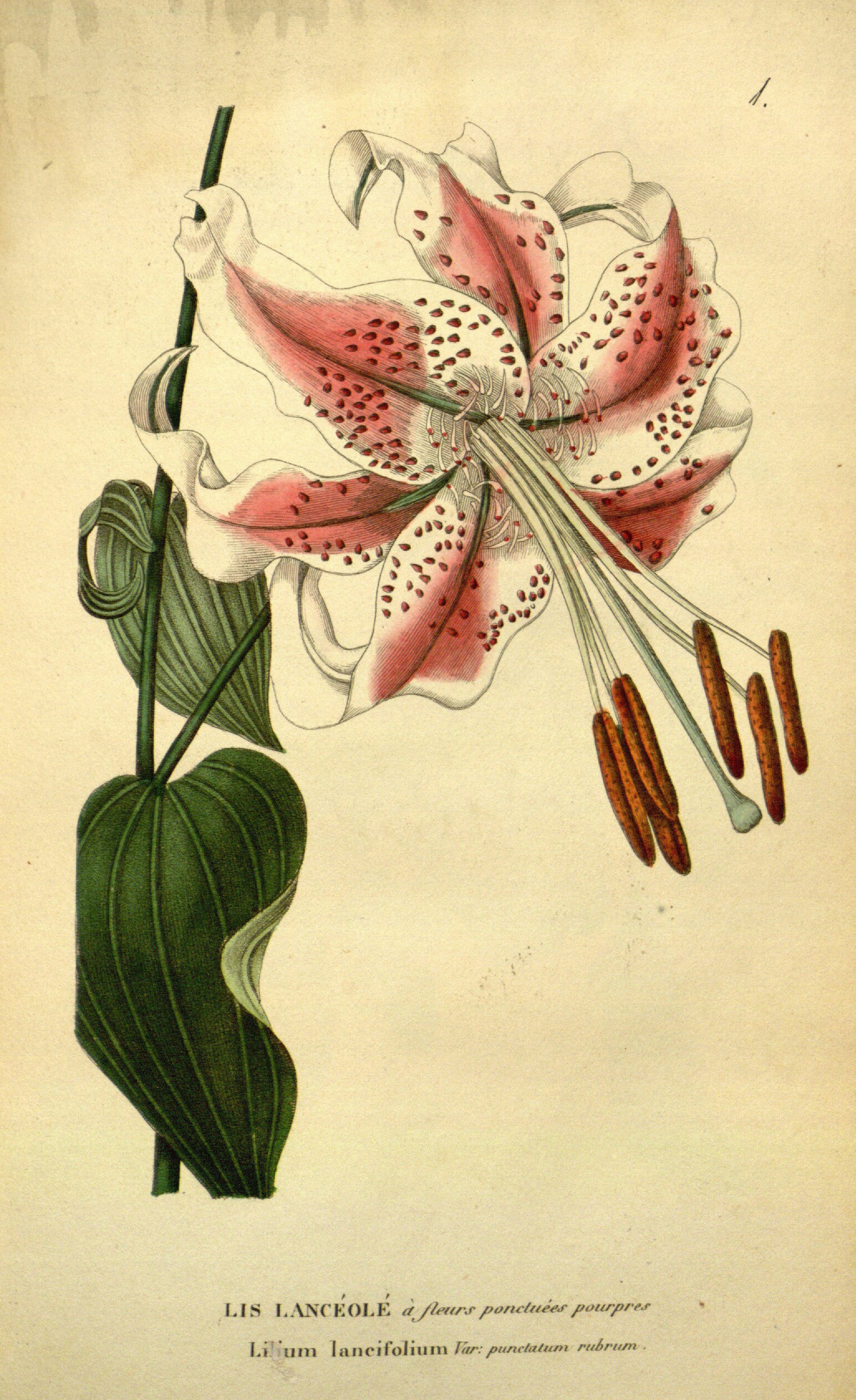 no full size  illustration available (3a)