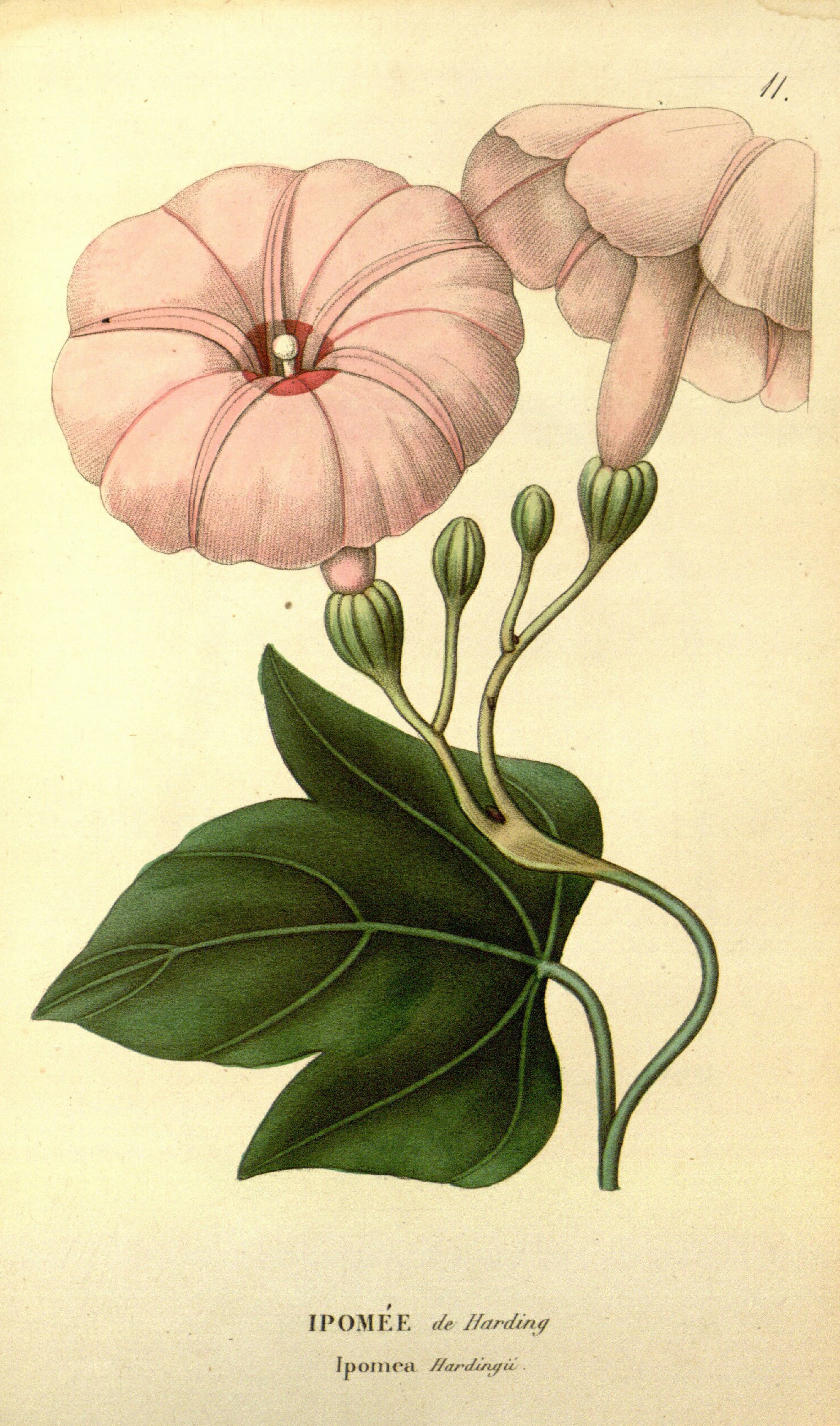 no full size  illustration available (3a)