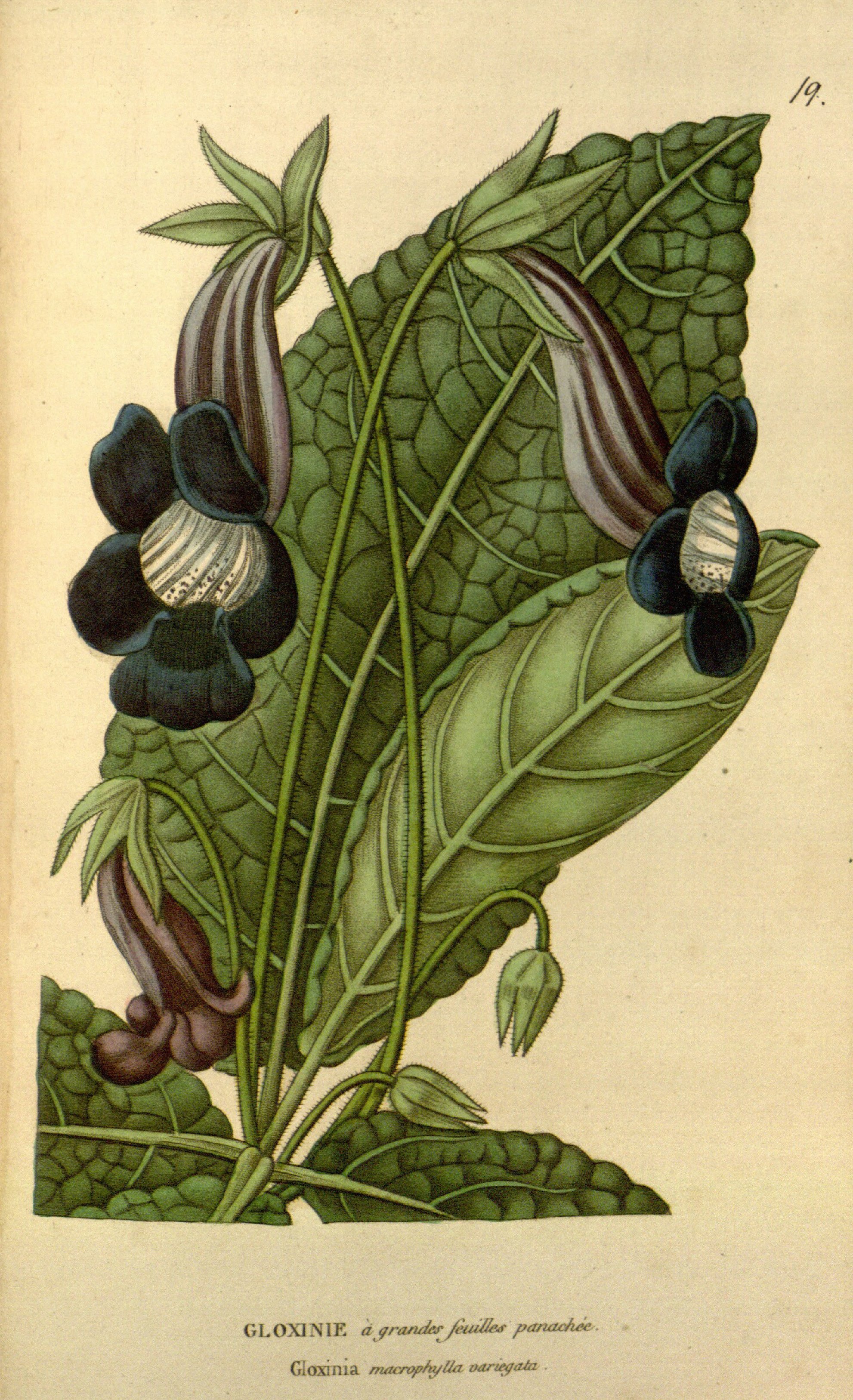 no full size  illustration available (3a)