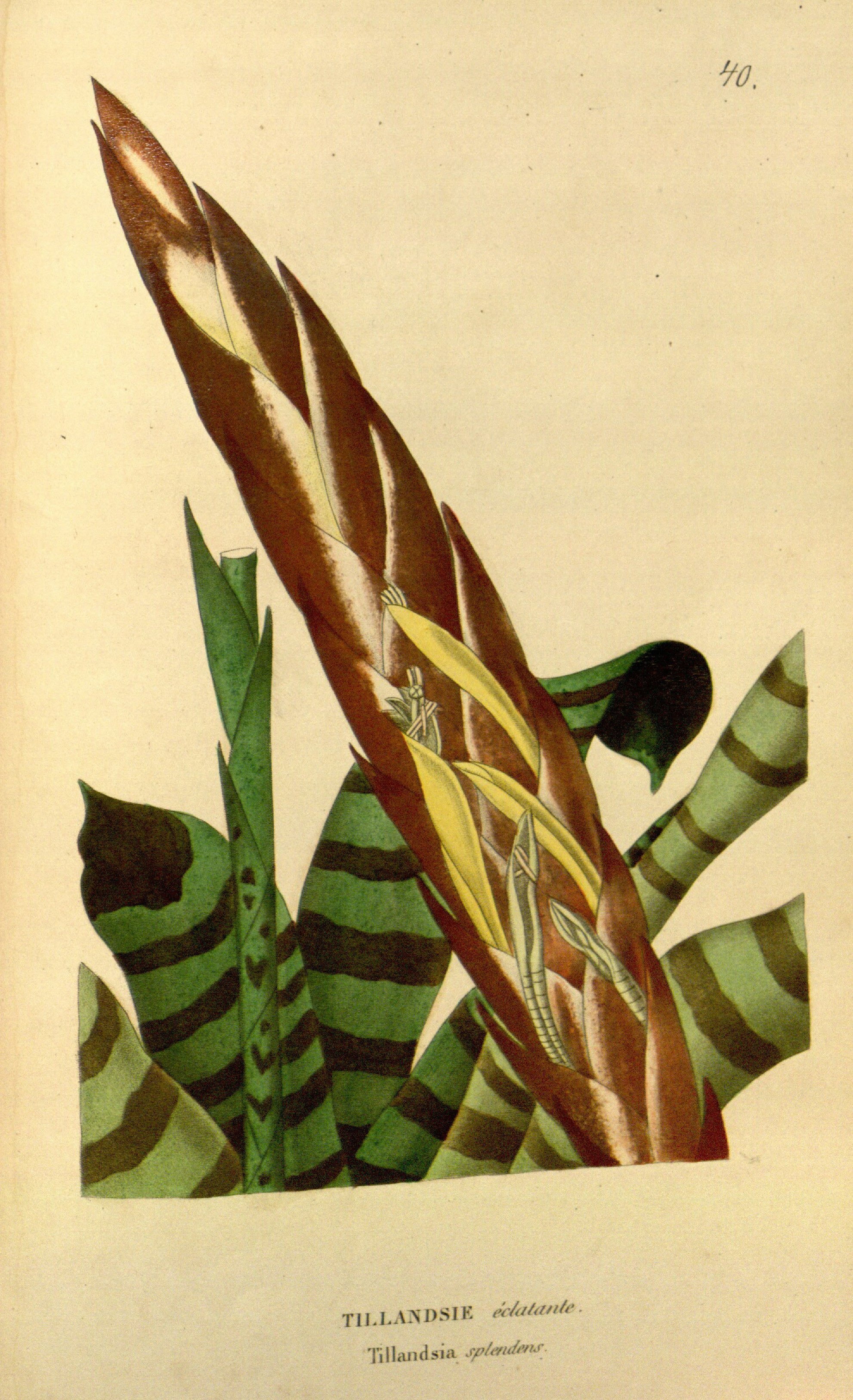 no full size  illustration available (3a)