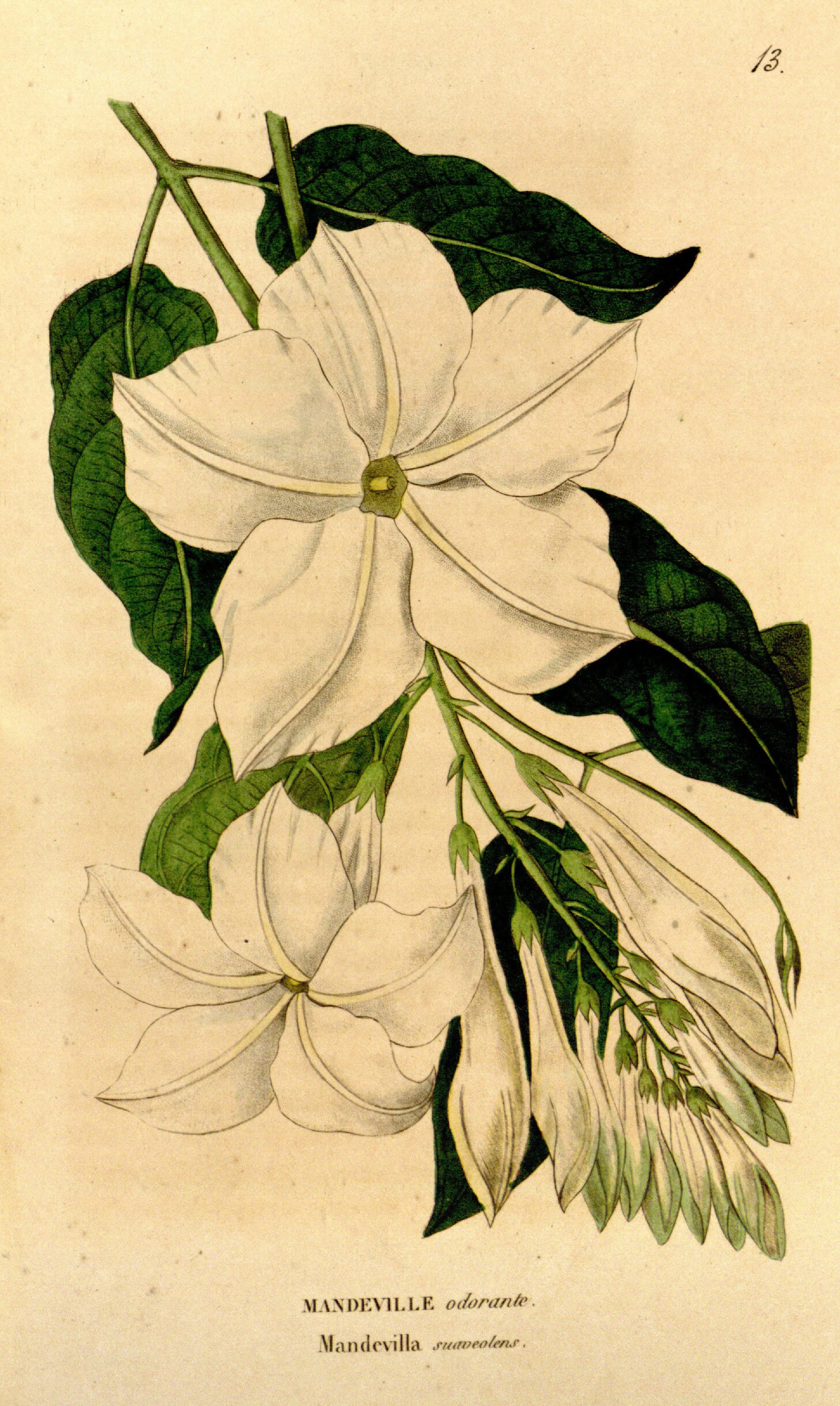 no full size  illustration available (3a)