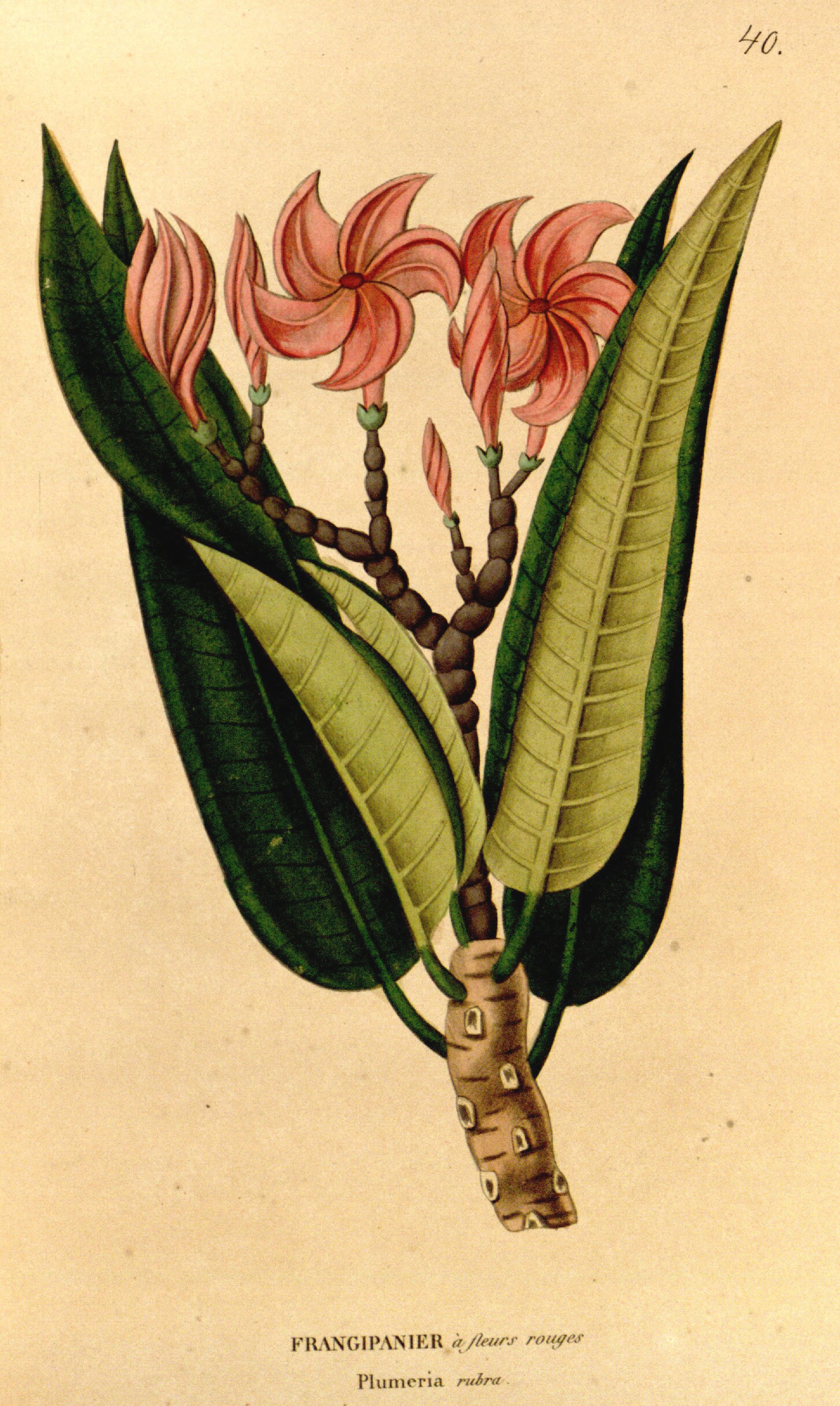 no full size  illustration available (3a)