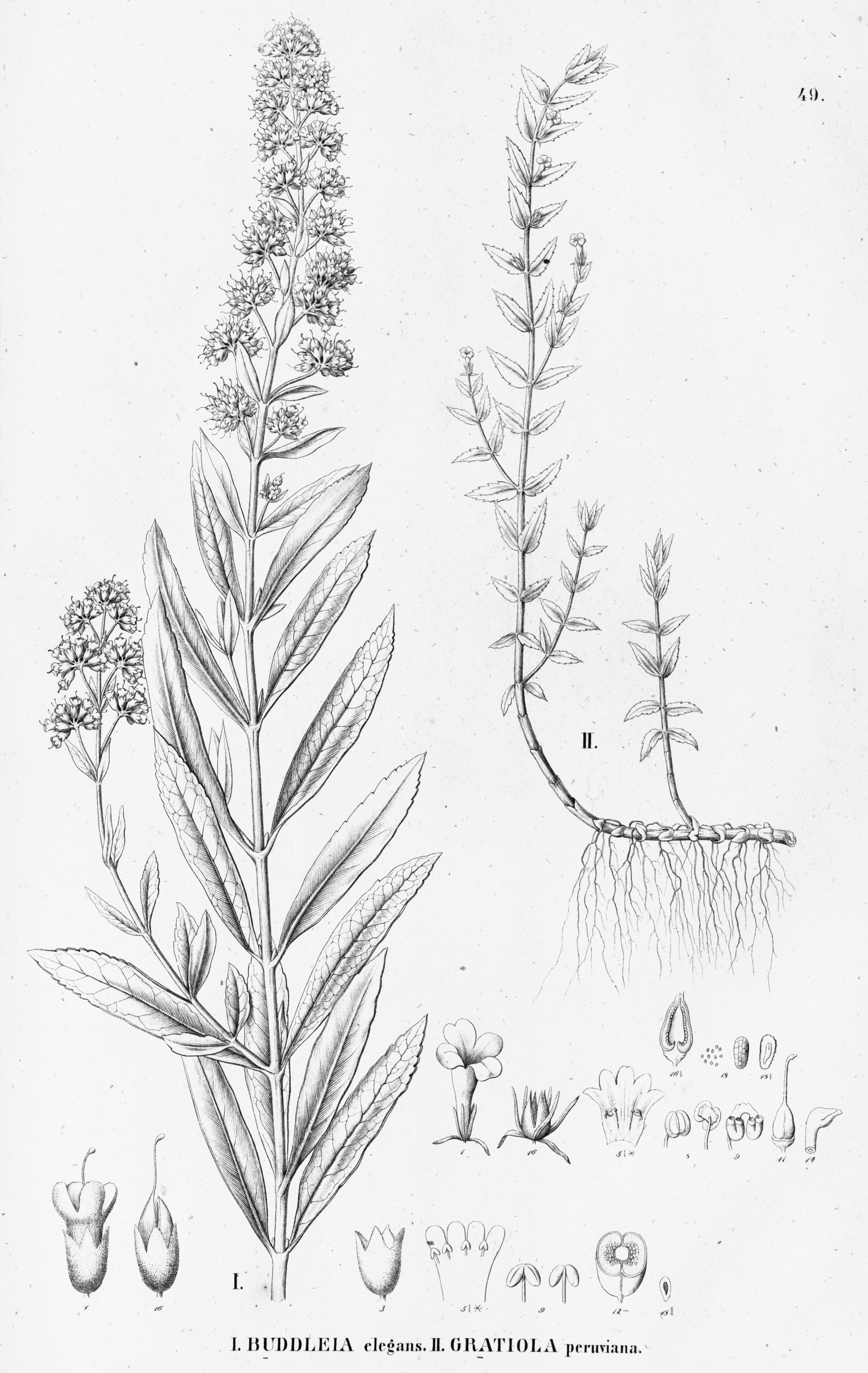 no full size  illustration available (3a)