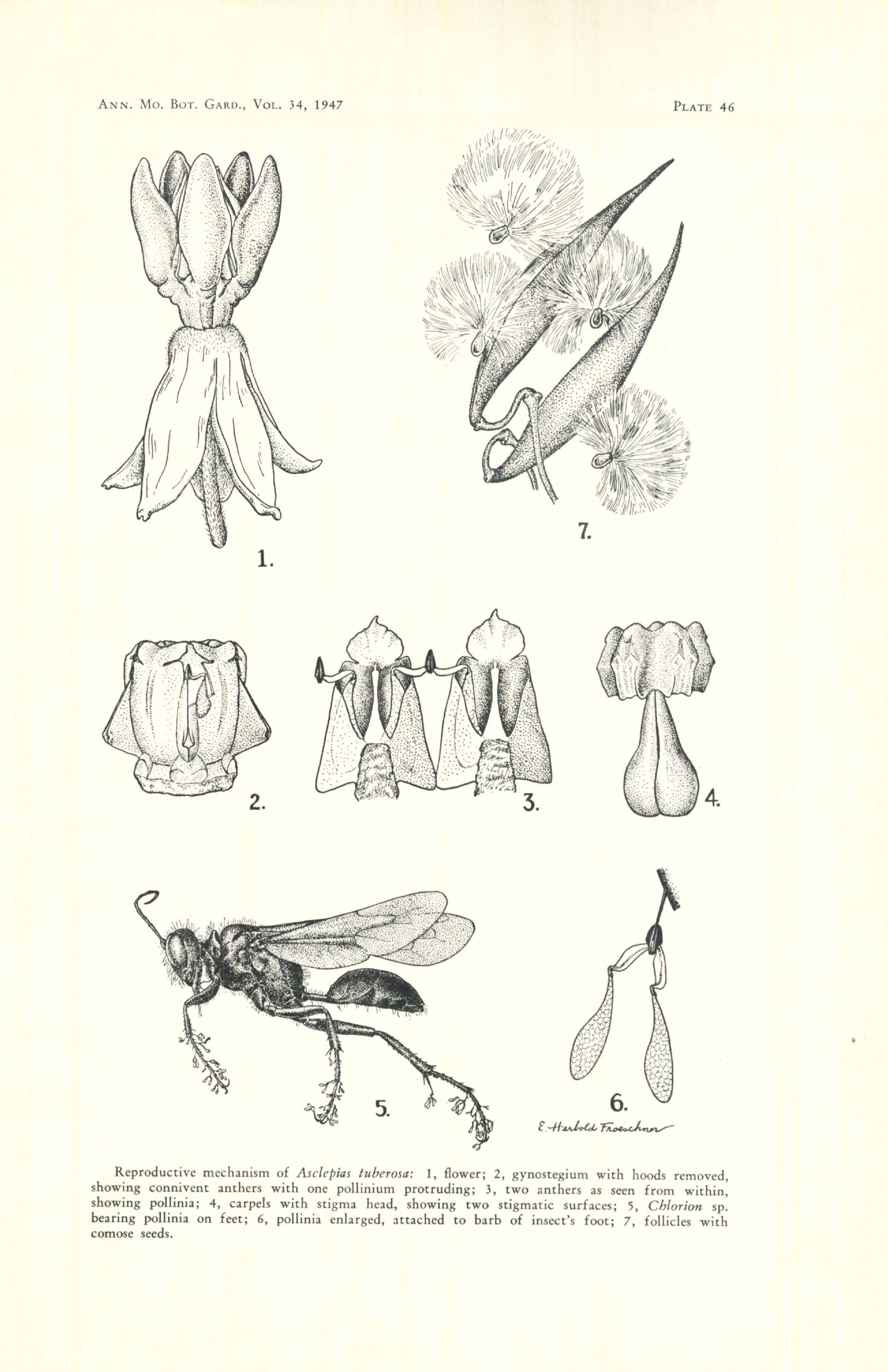 no full size  illustration available (3a)