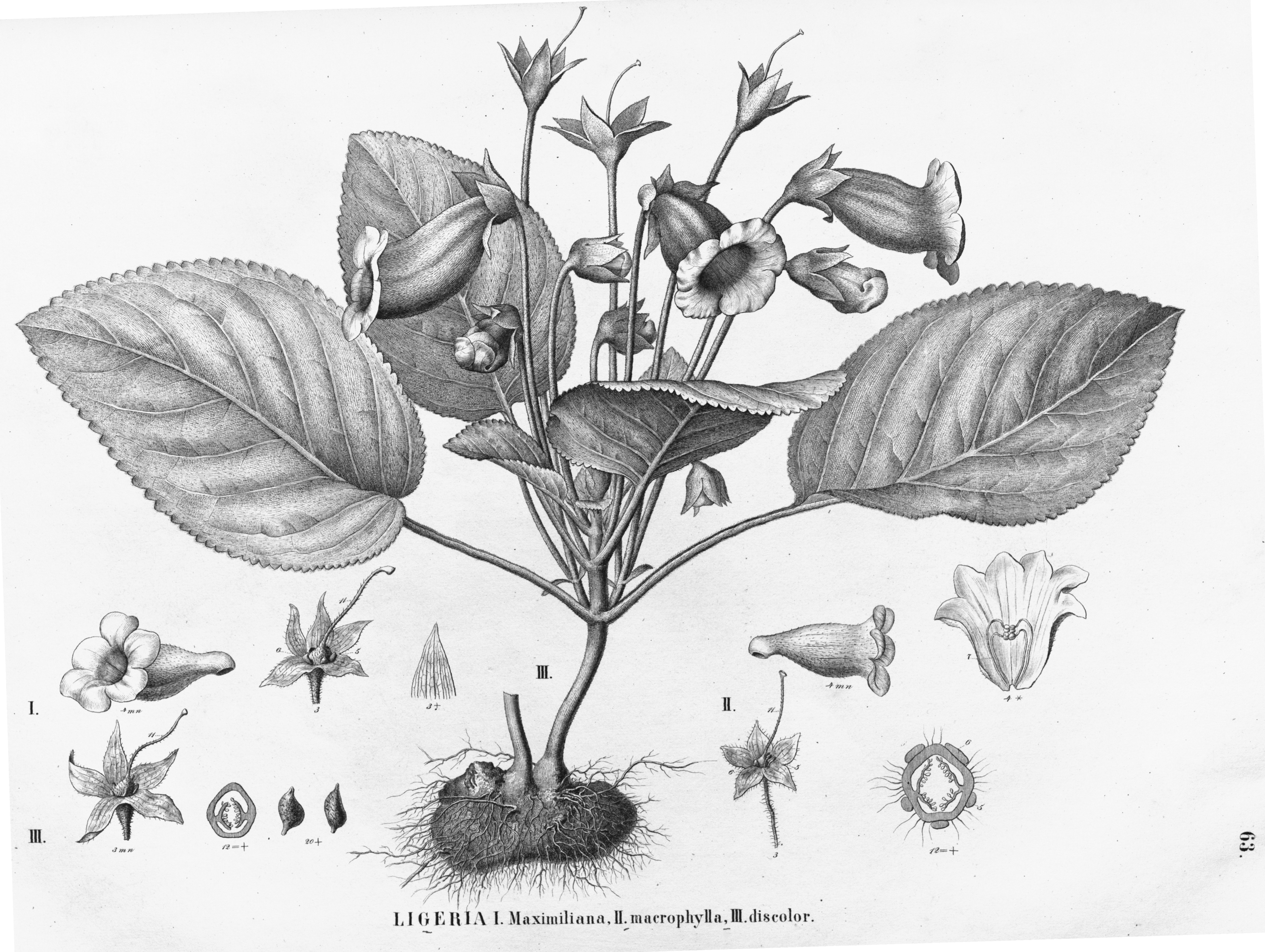 no full size  illustration available (3a)