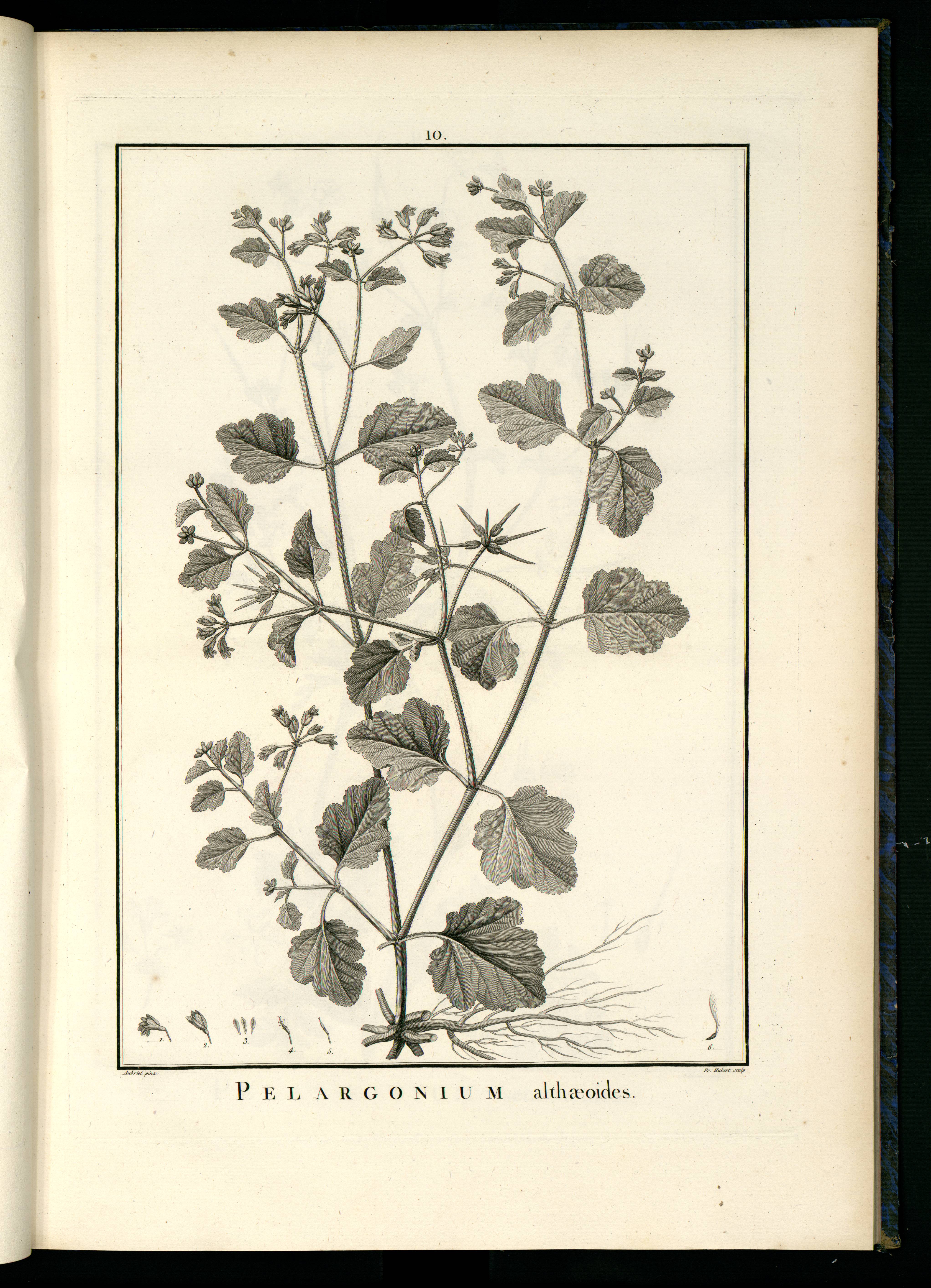 no full size  illustration available (3a)