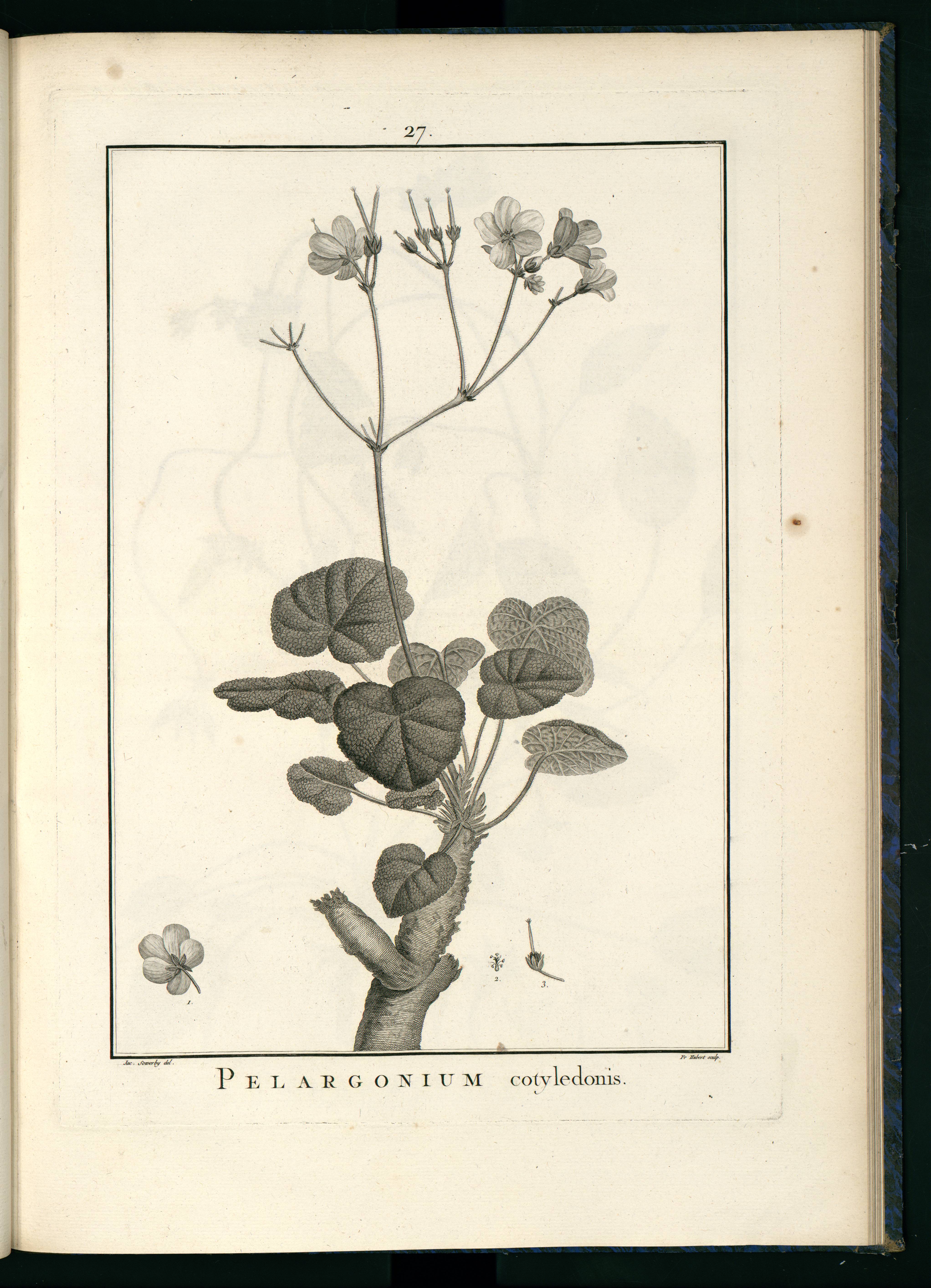 no full size  illustration available (3a)