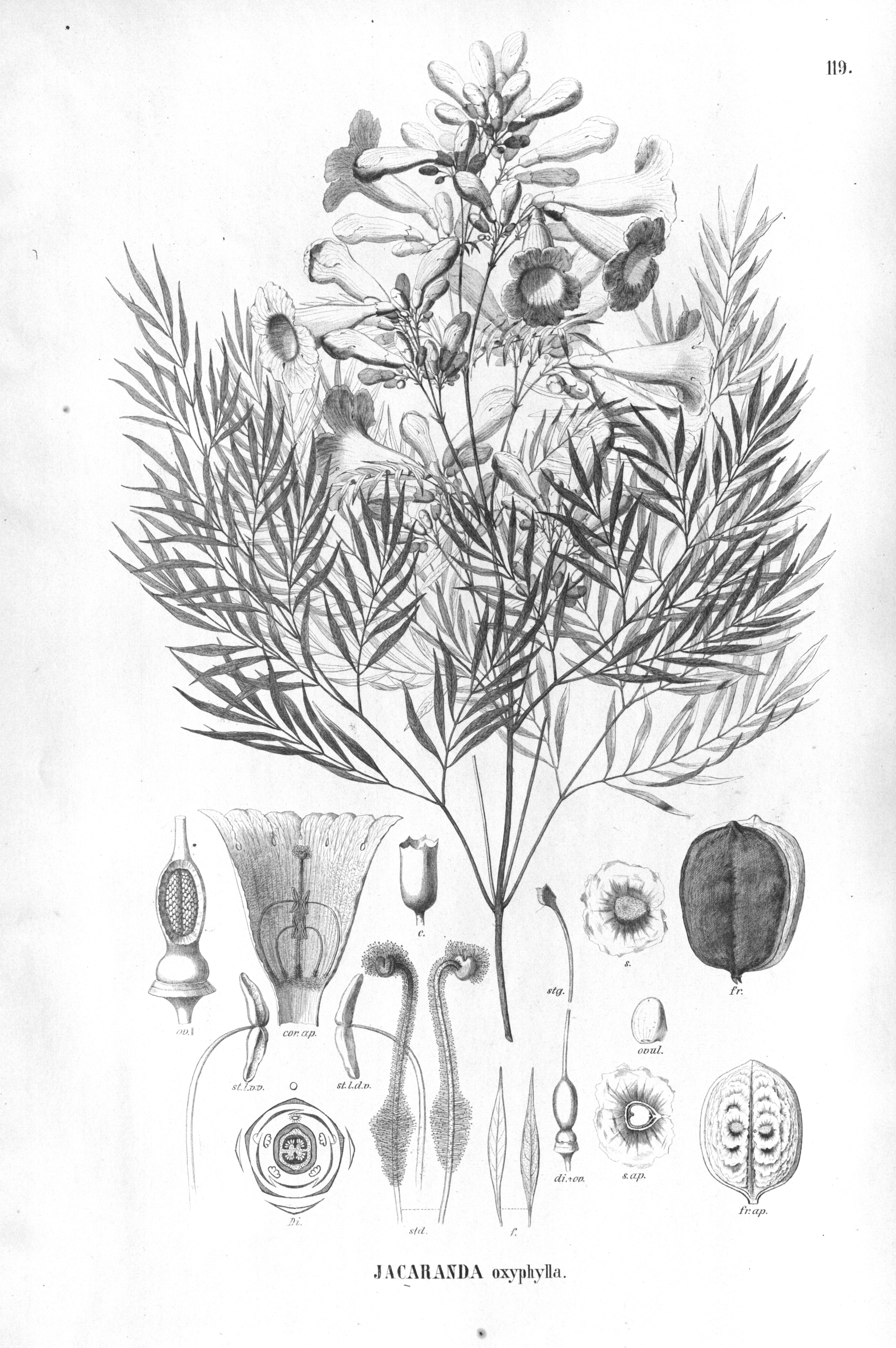 no full size  illustration available (3a)