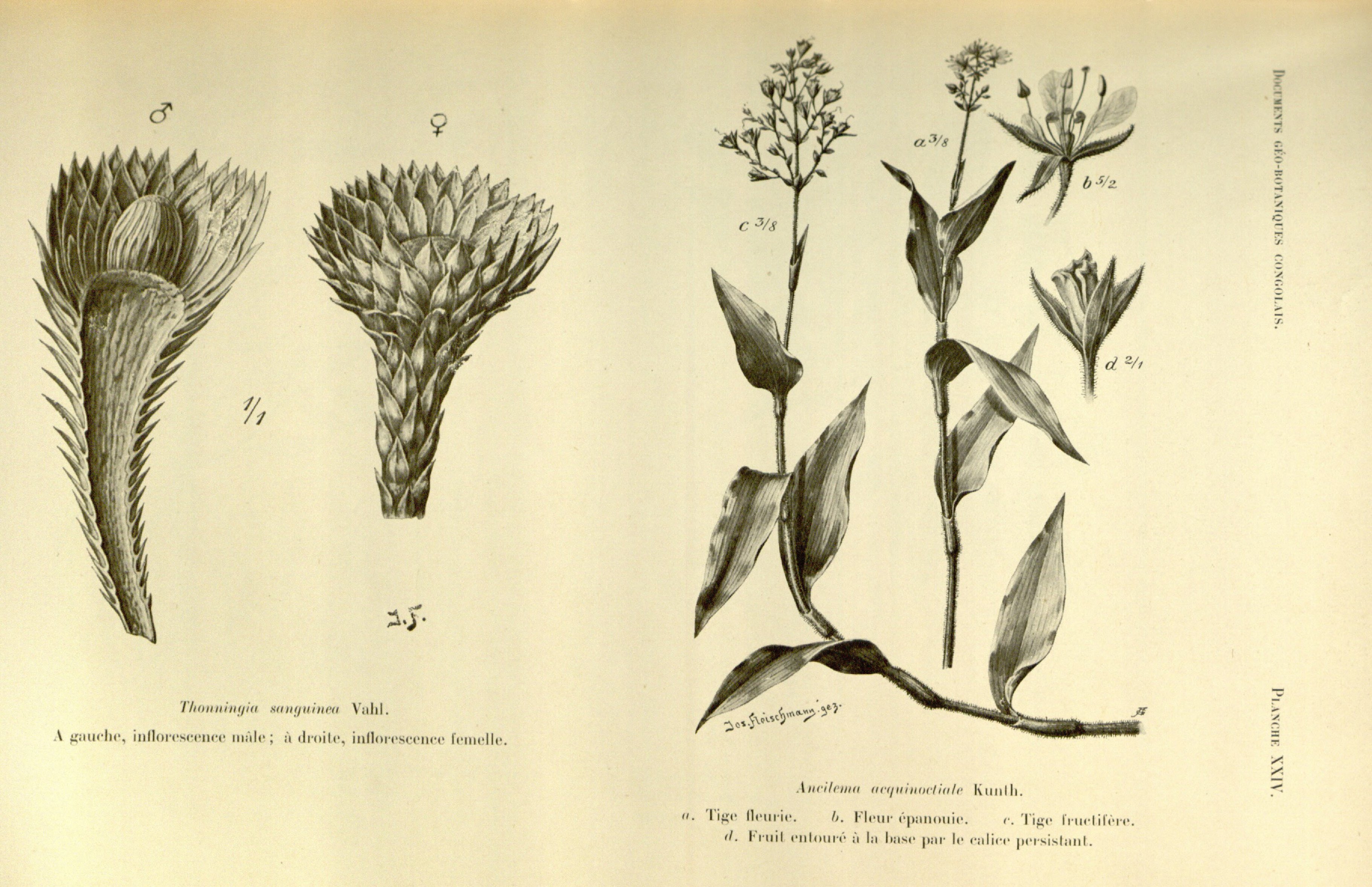 no full size  illustration available (3a)