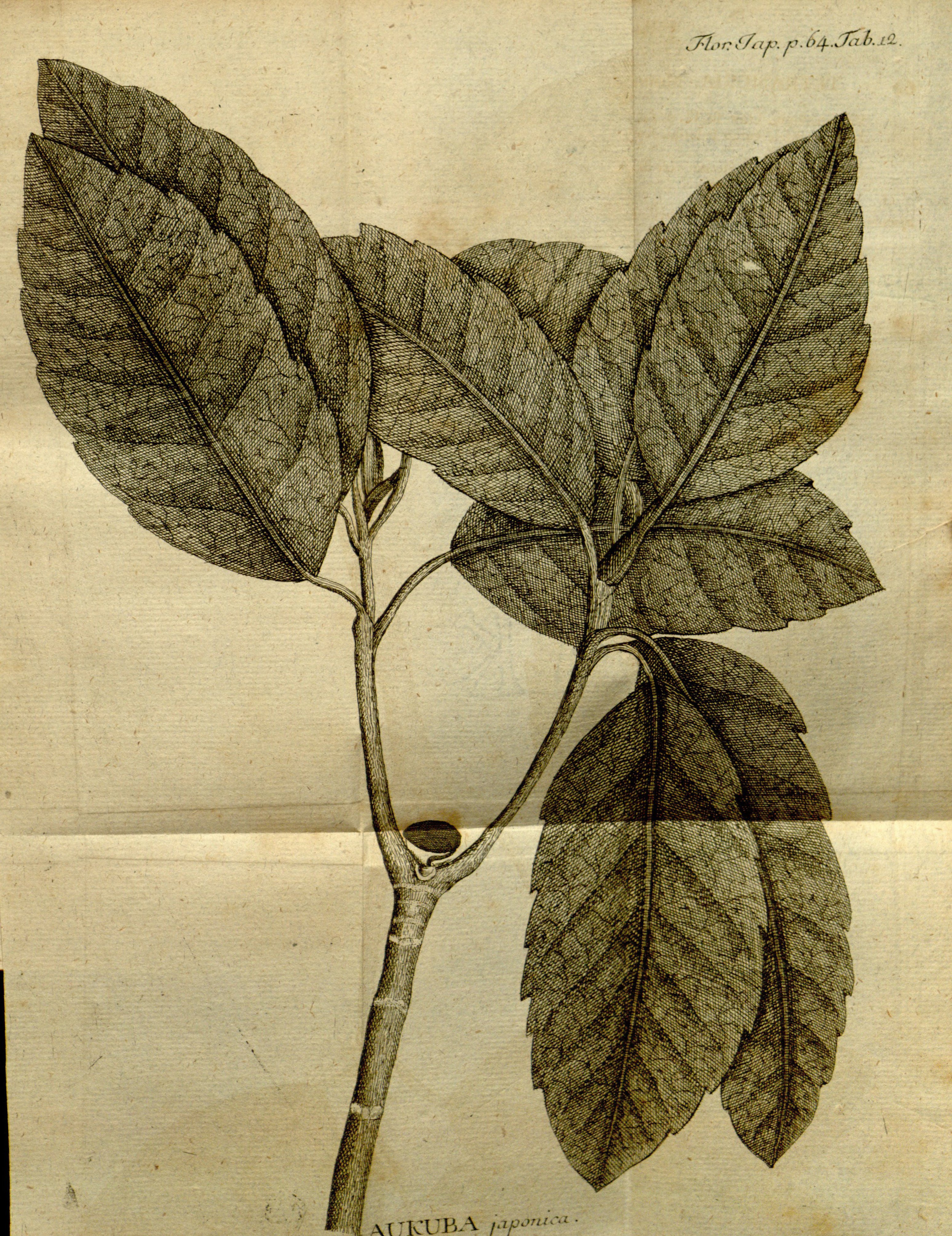 no full size  illustration available (3a)